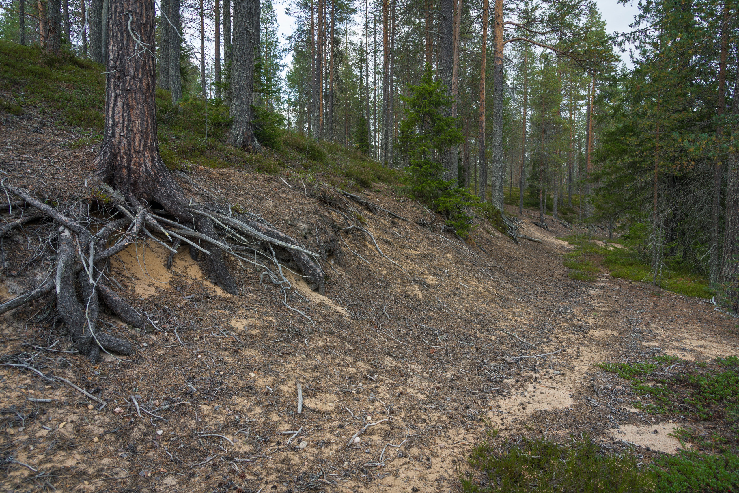 Лето. Северные Ночи