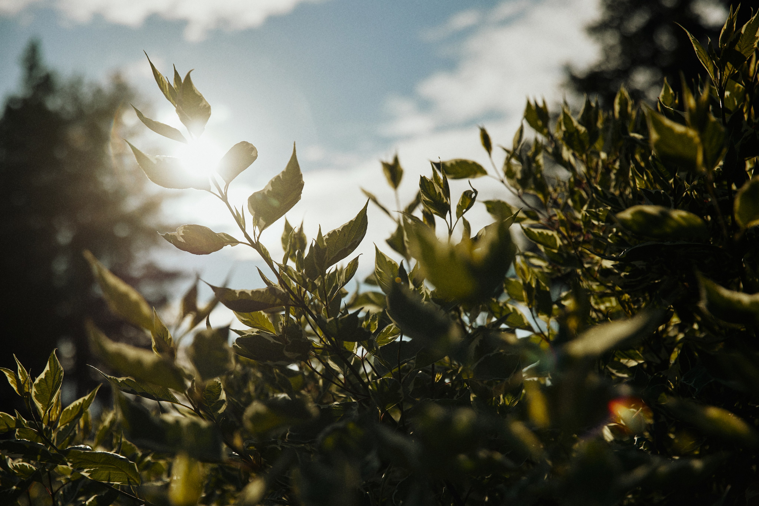 ALL IN ON LOVE. Дмитрий Мазуркевич: Профессиональный Репортажный Фотограф