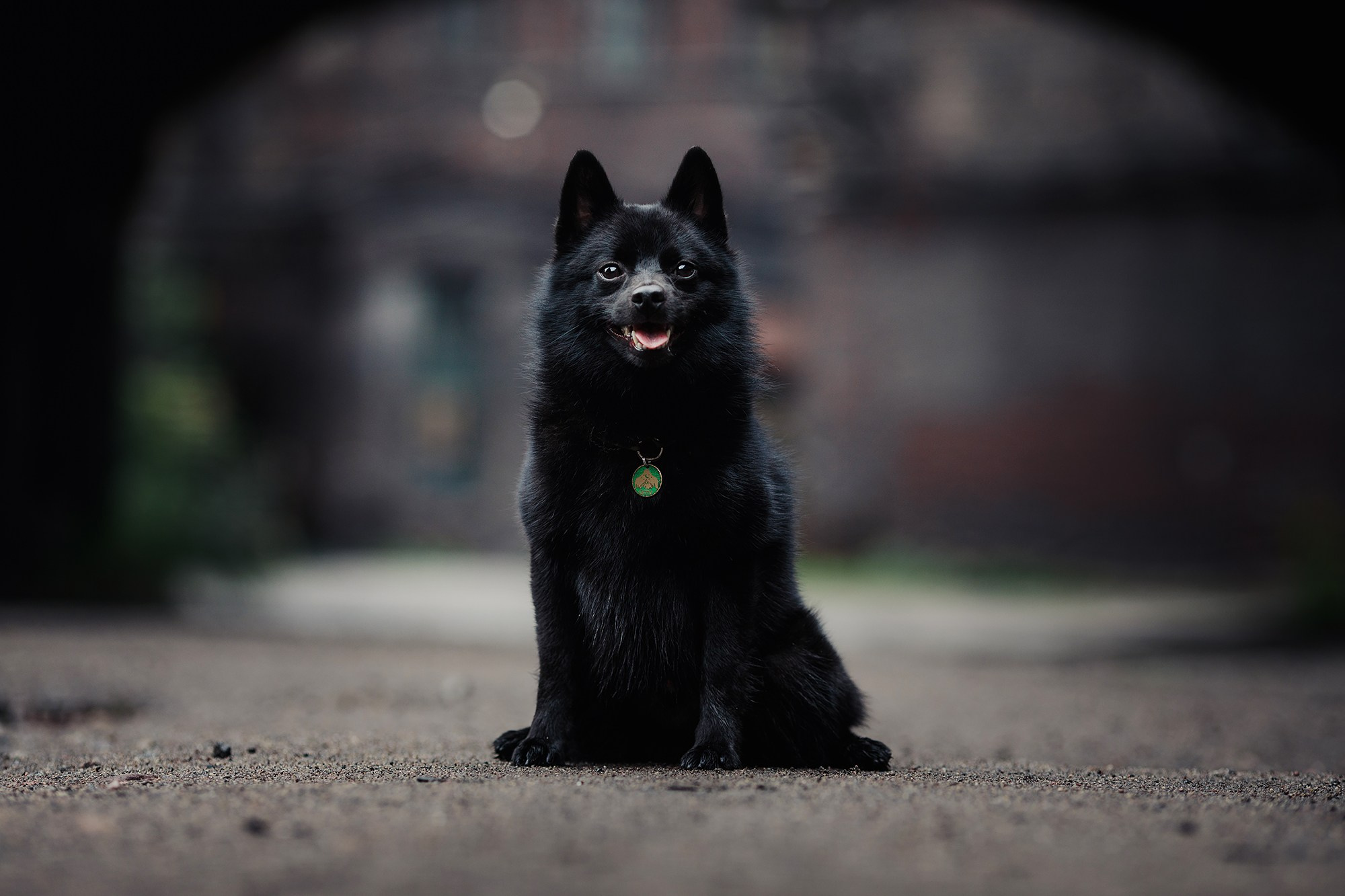 Саша, Маша и шипперке Йети. Фотограф-анималист Mary Mart — Москва, Питер