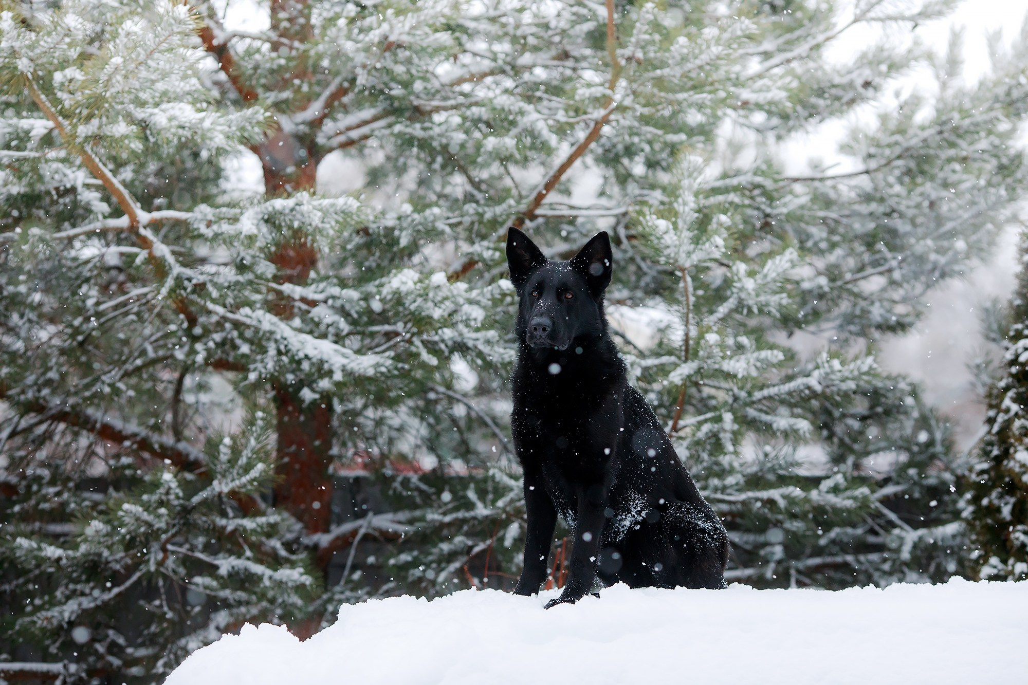 Зимние портреты. Фотограф-анималист Mary Mart — Москва, Питер