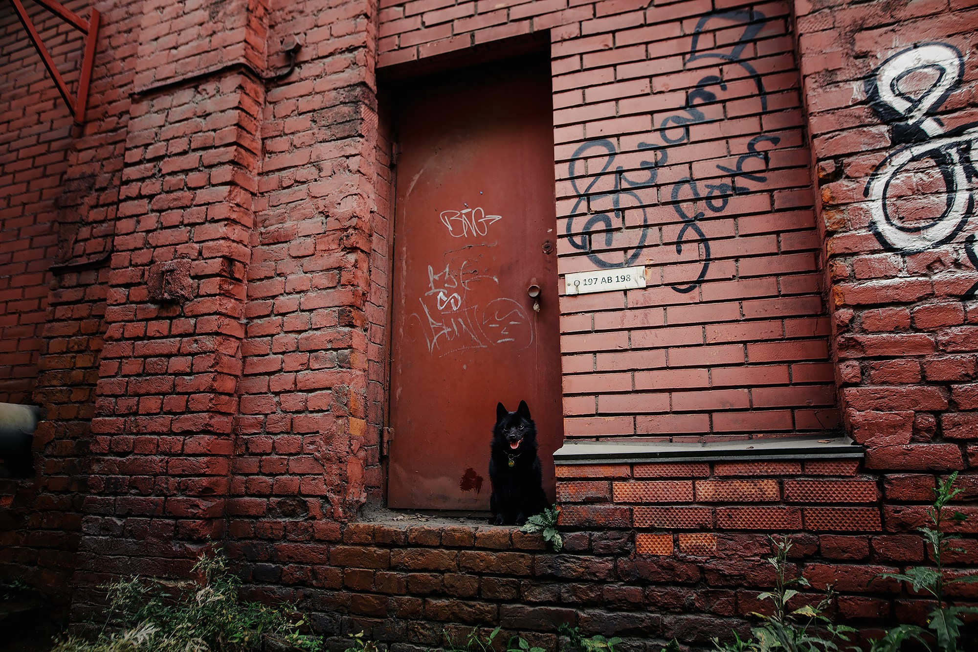 Саша, Маша и шипперке Йети. Фотограф-анималист Mary Mart — Москва, Питер