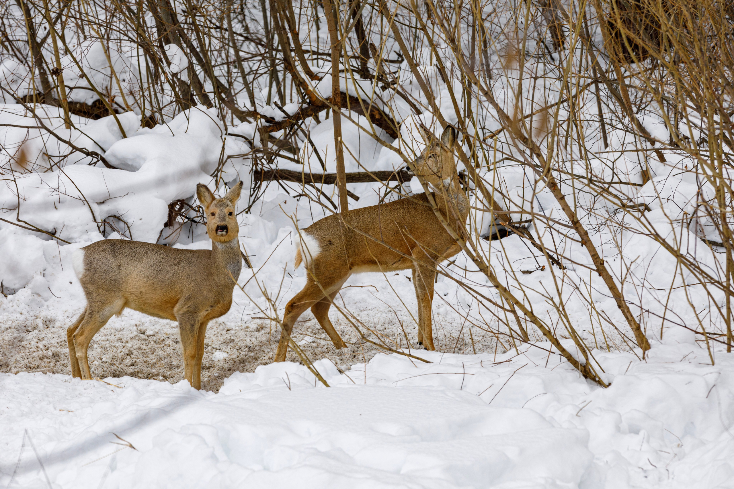 Косули. Фотограф Андрей Гузеев
