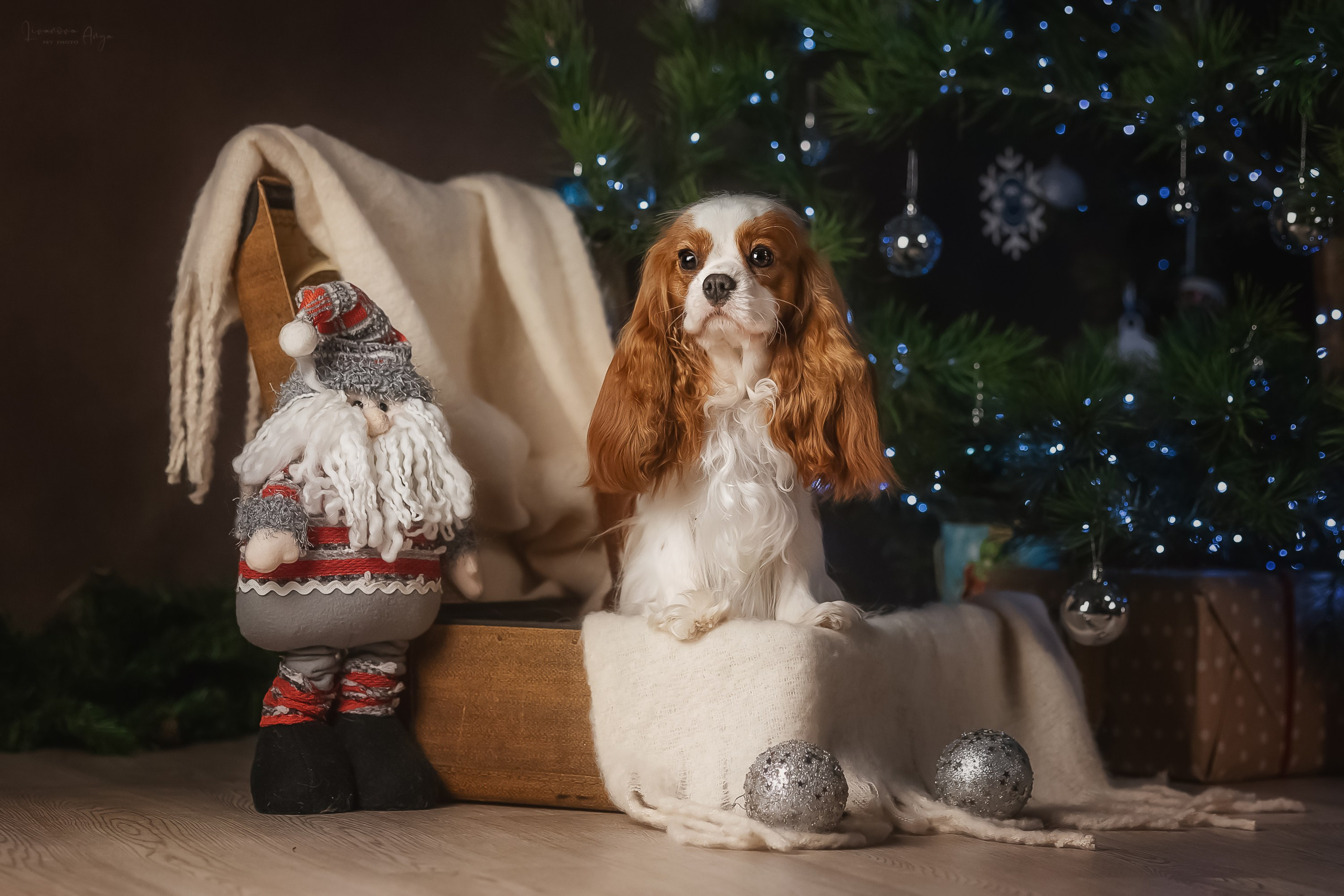 Фотодень_2 2025. Фотограф анималист Аня Ливанова | Рыбинск