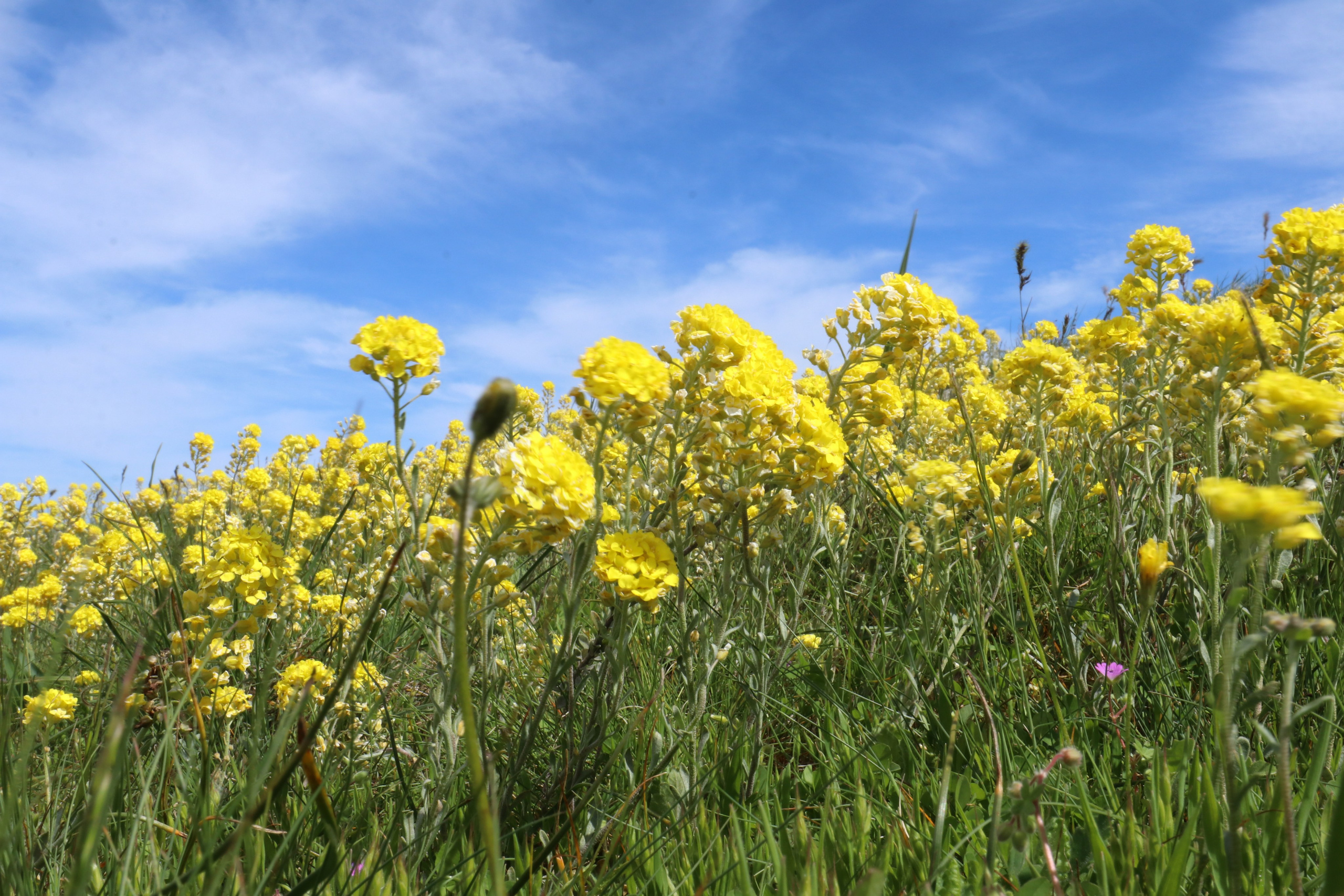 Крым. ЮБК (Севастополь, Кастрополь, Ялта). Май 2023. Путешественник-фотограф из Санкт-Петербурга Татьяна Свистулина