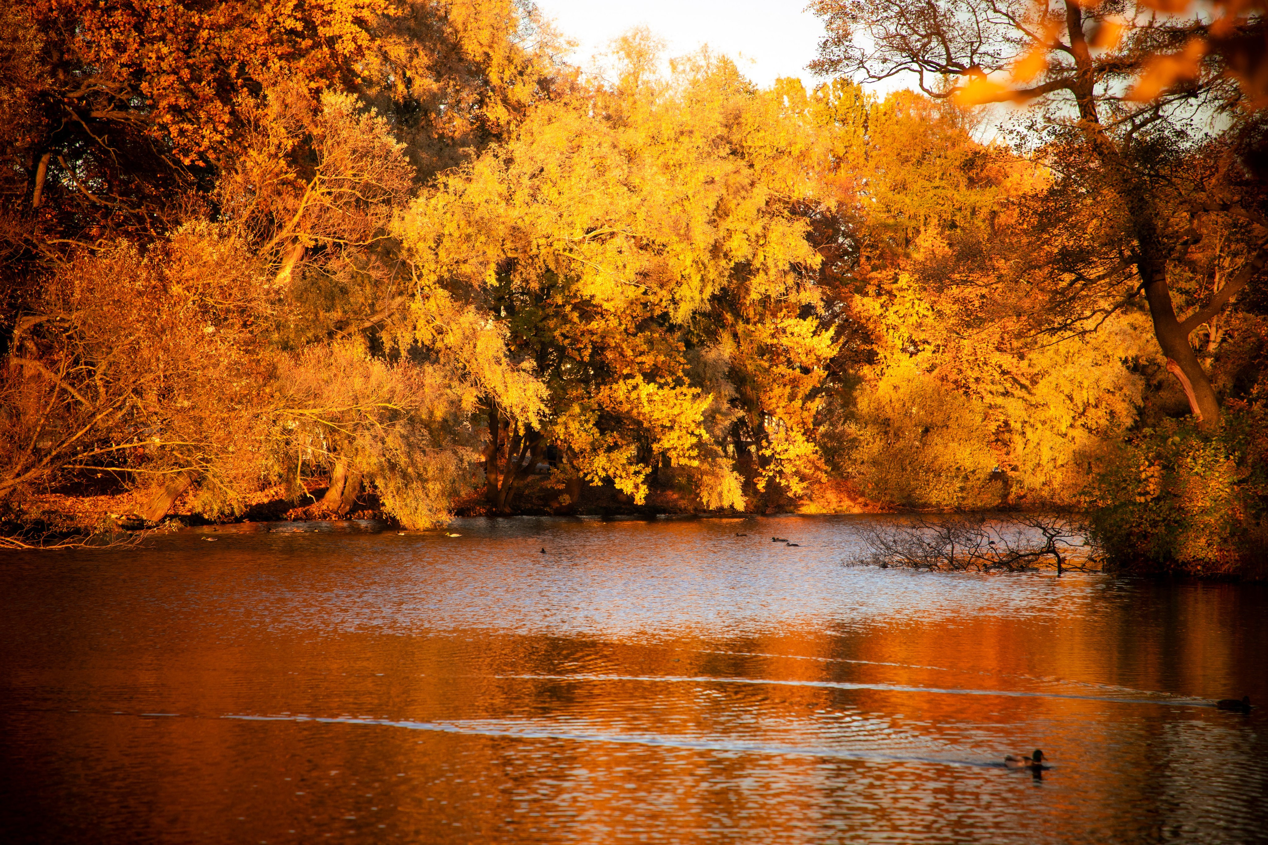 Осень. Фотограф Алексей Шуля — портфолио