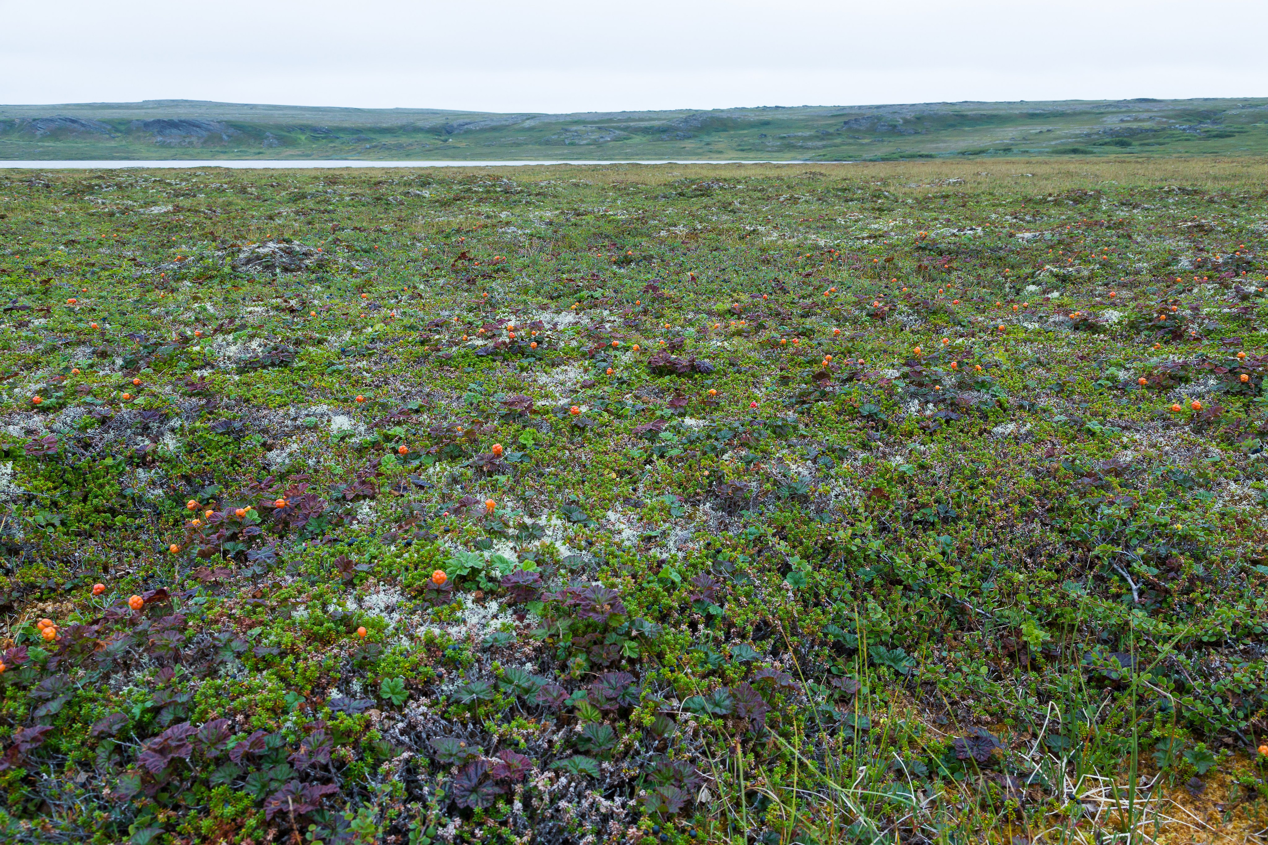 Полуостров Рыбачий. Пейзажи Крайнего Севера. Баренцево море, Рыбачий, Средний, Немецкий