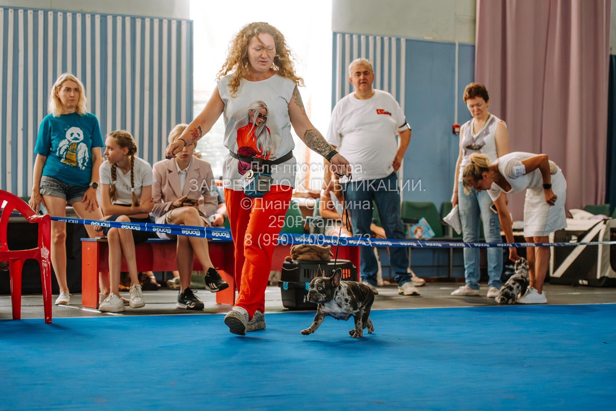 Национальная выставка собак всех пород ранга САС-IKU «Кубок Красноярск. Фотограф Диана Оленина Красноярск / Братск