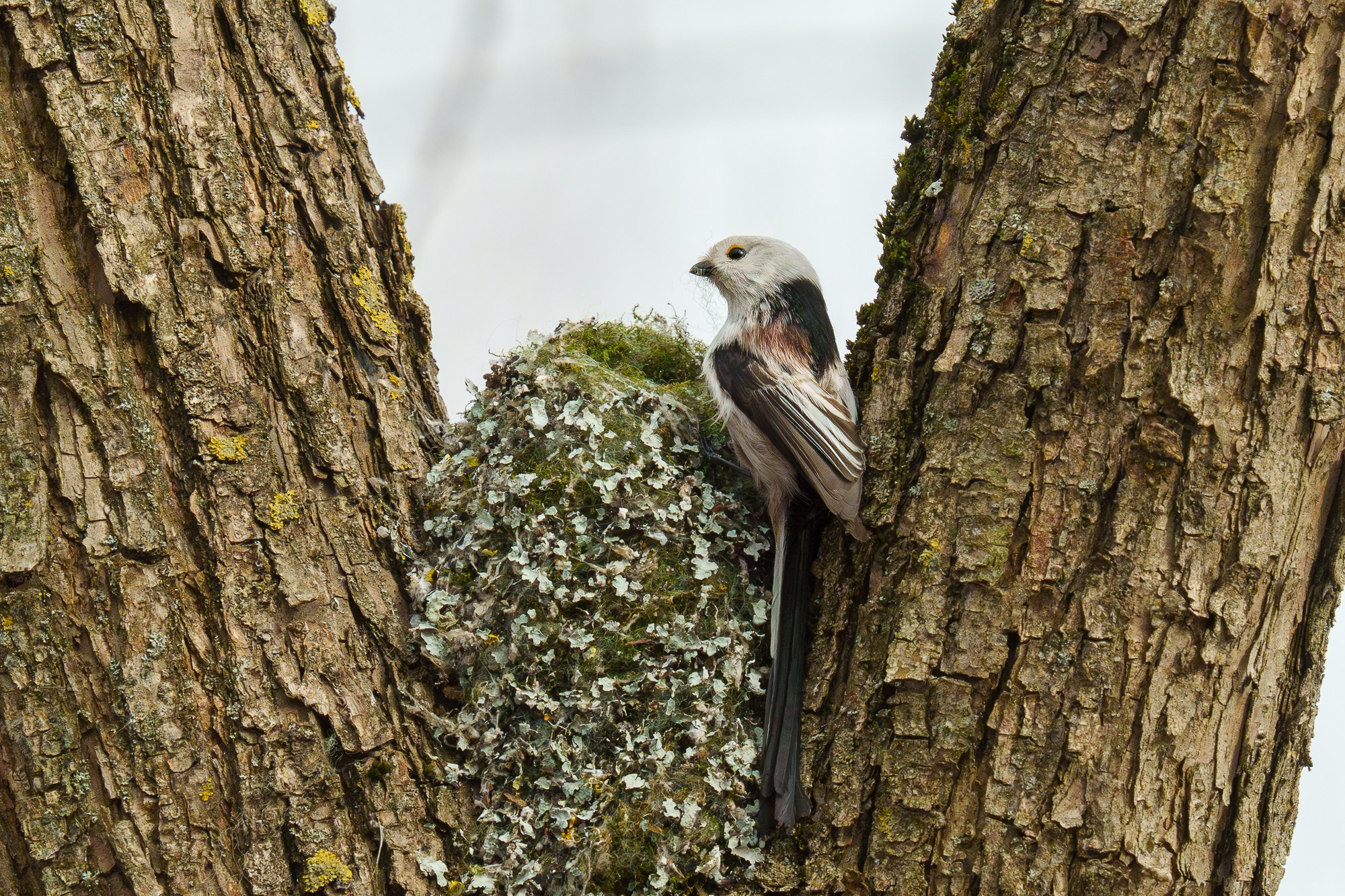 Удивительные мир птиц. Вокруг нас столько прекрасного — присмотритесь!. Ваш личный фотограф Марина Волкова