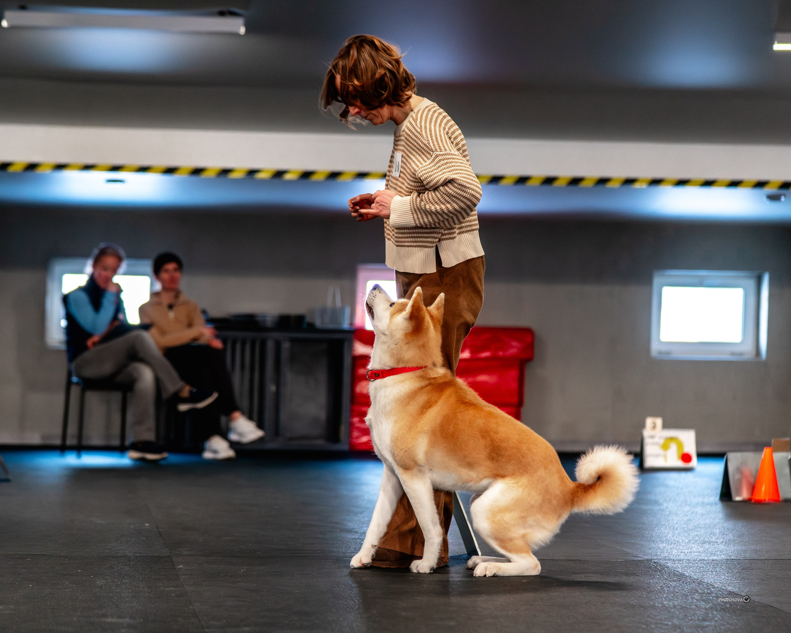 ТЫ И Я (соревнования по ралли-обидиенс). Фотограф-анималист, семейный фотограф в Москве и Подмосковье. Фотосъёмка кинологических дисциплин