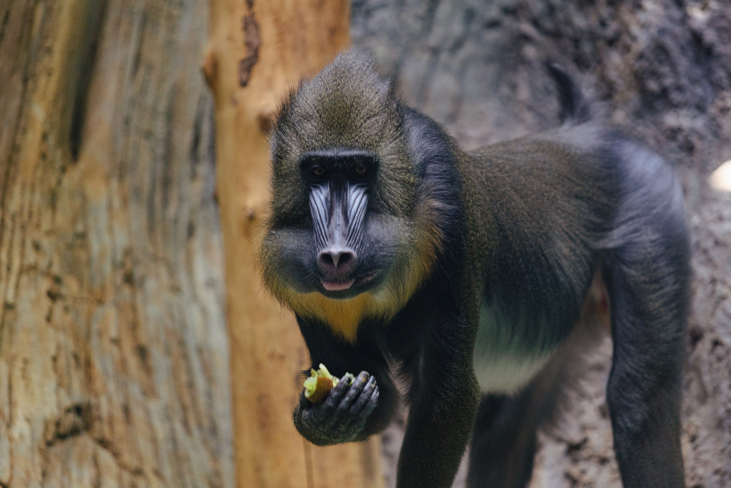 Московский зоопарк. Photographer Sonkina Tatiana (Tanya Ash)