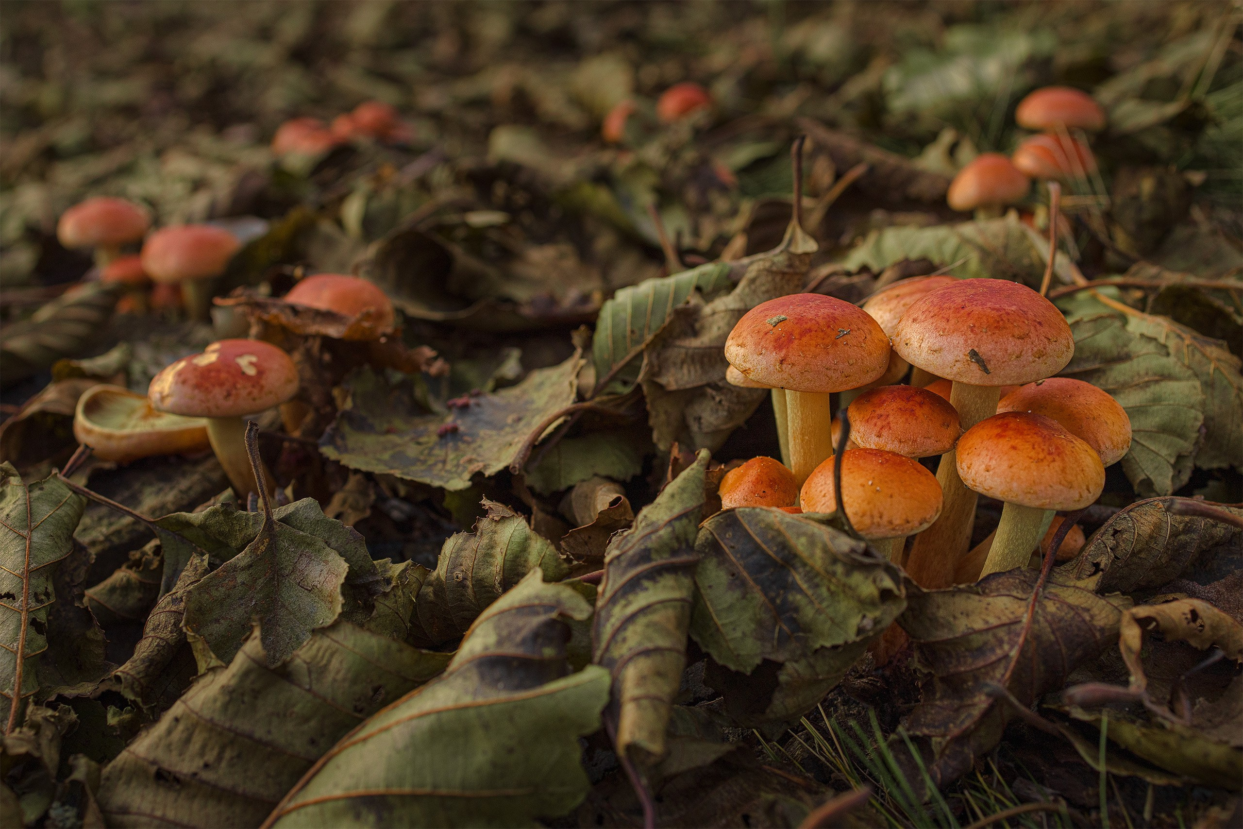 Фотограф в Сестрорецке
