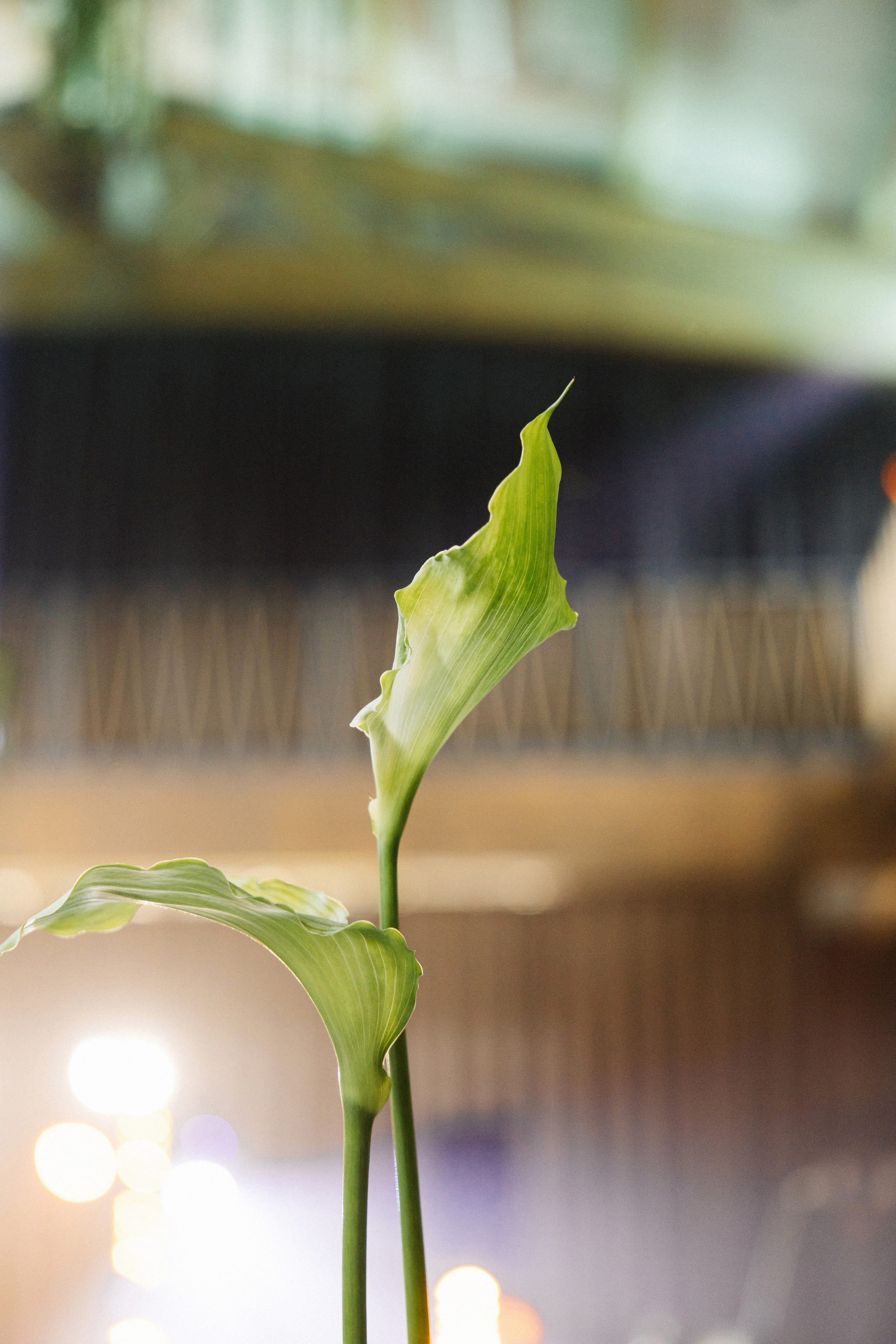 @avtors.agency. Свадебный и репортажный фотограф в Москве Владимир Сергеев | Naysaikolo