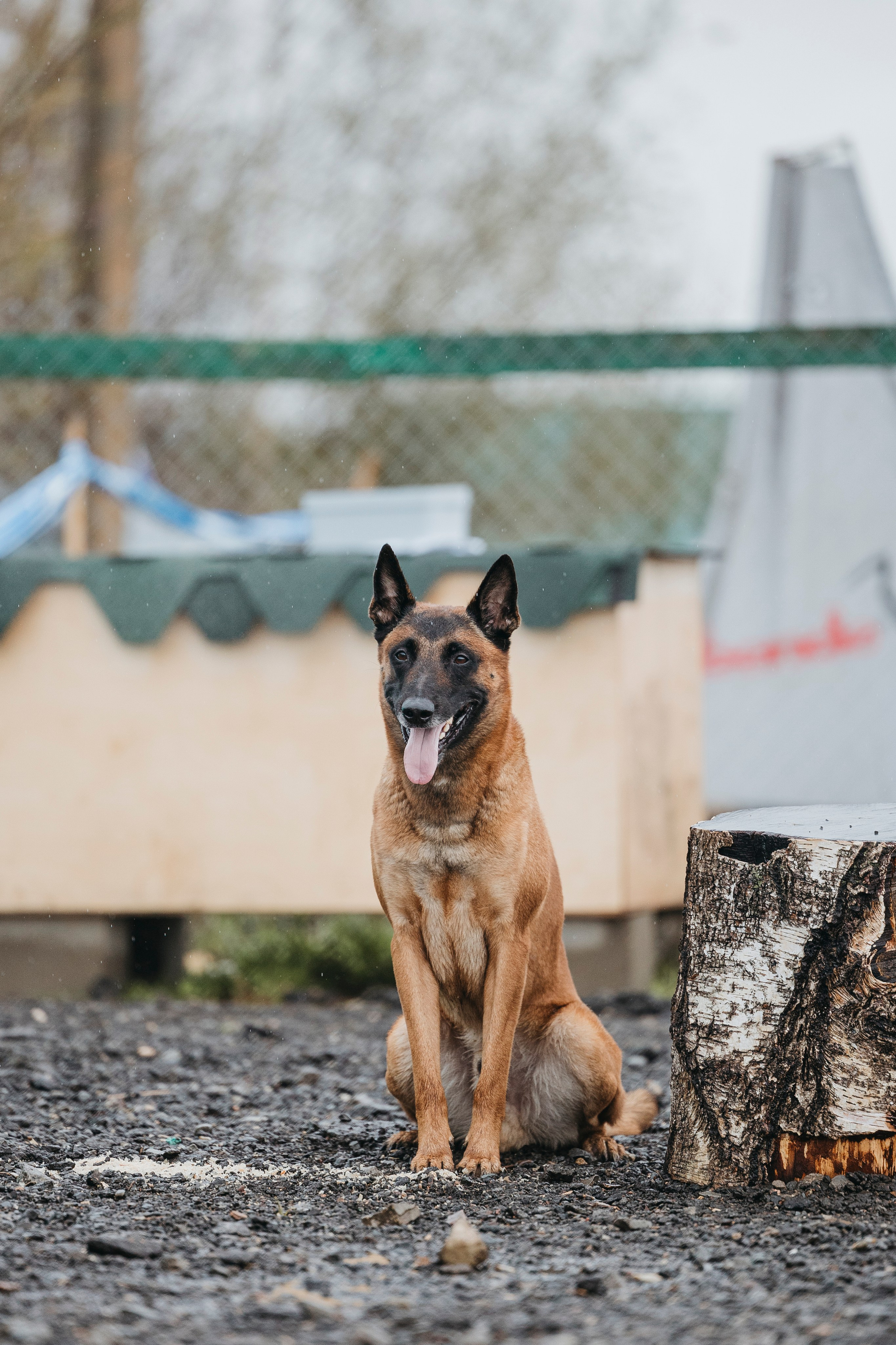 09.05.25 Вологда соревнования. Фотограф-анималист Анна Маринич