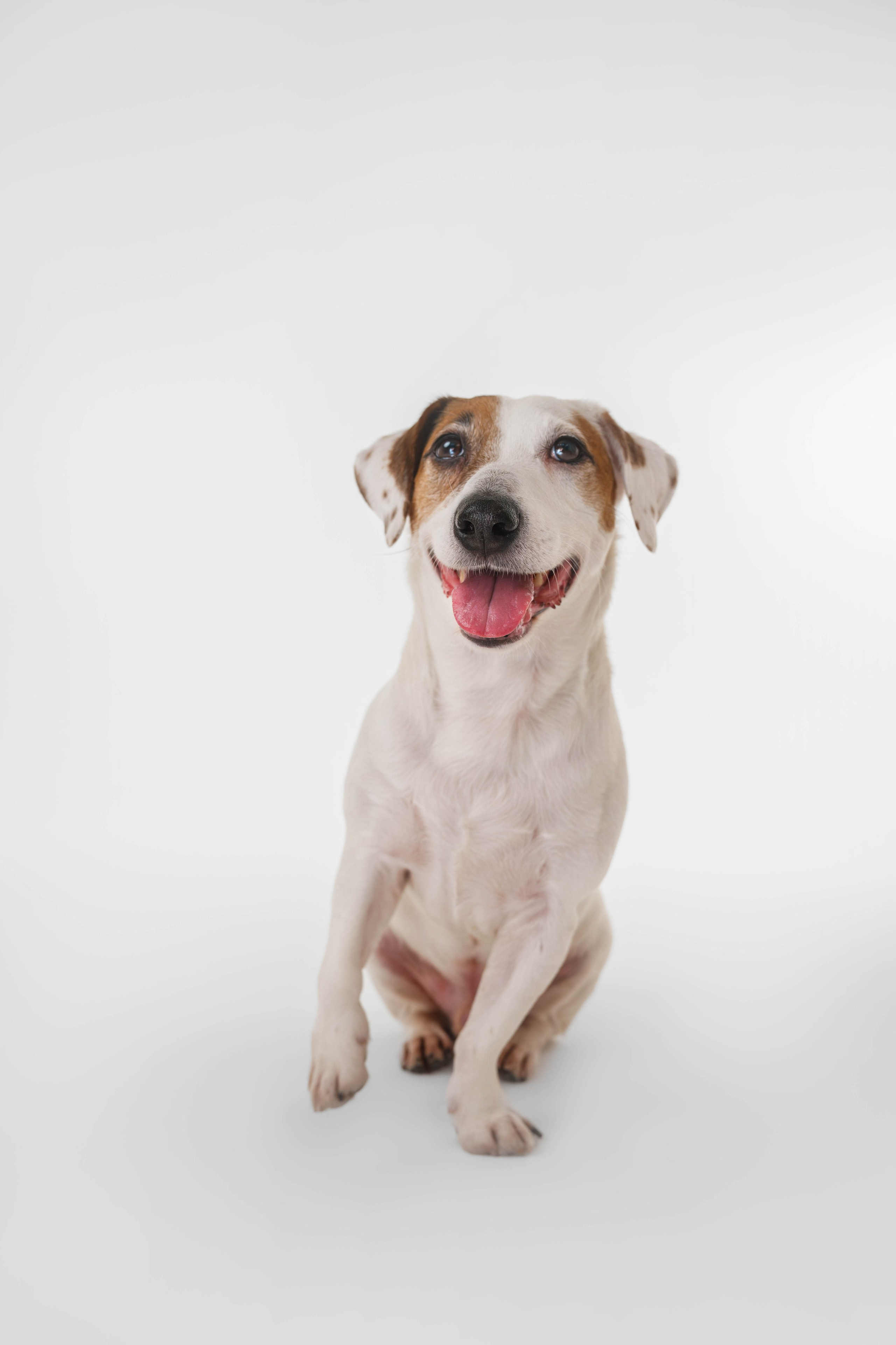 Джек Рассел. Фотограф Анималист в Москве Анастасия Жучкова