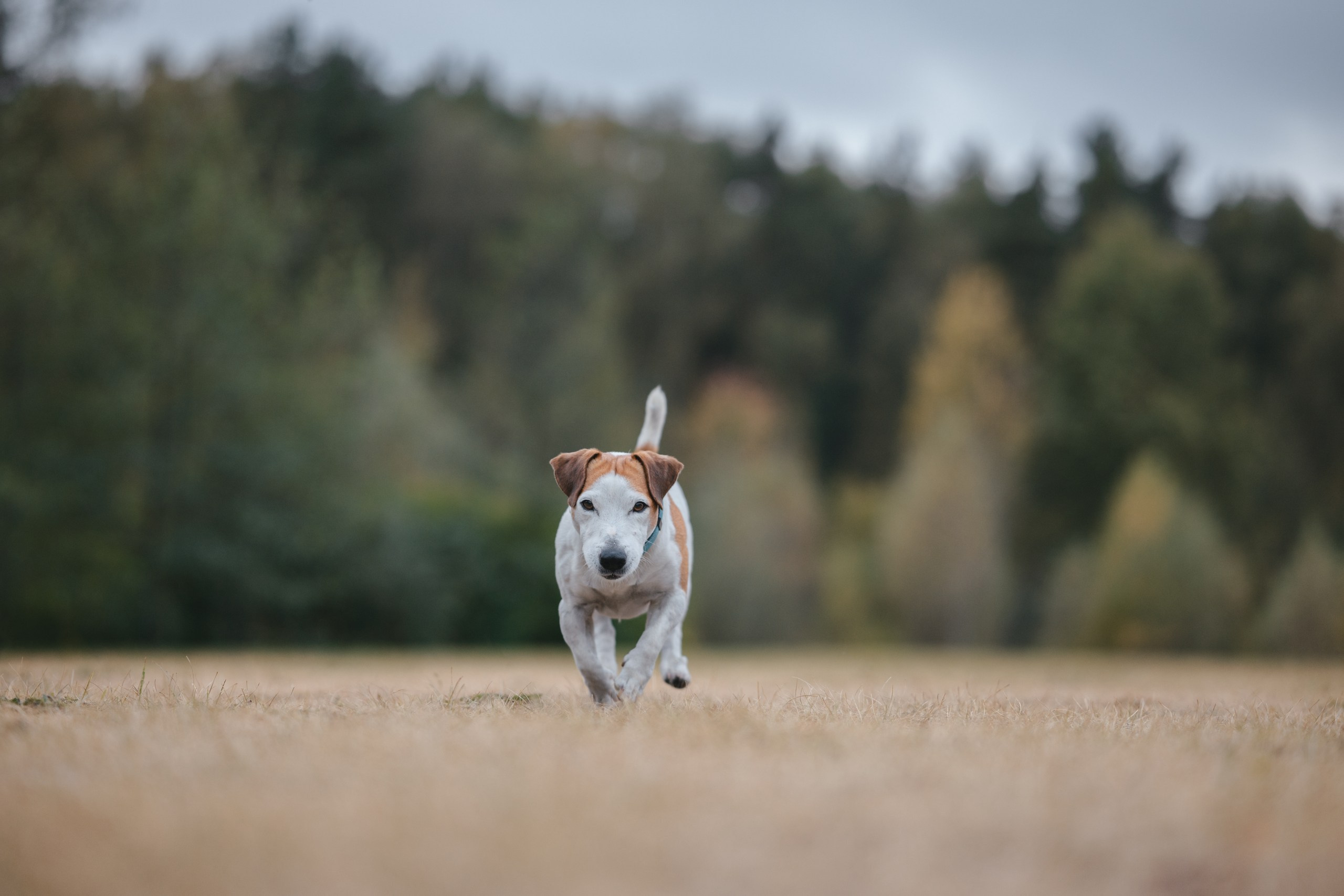 Юлиана и Риф. Фотограф Анималист в Москве Анастасия Жучкова