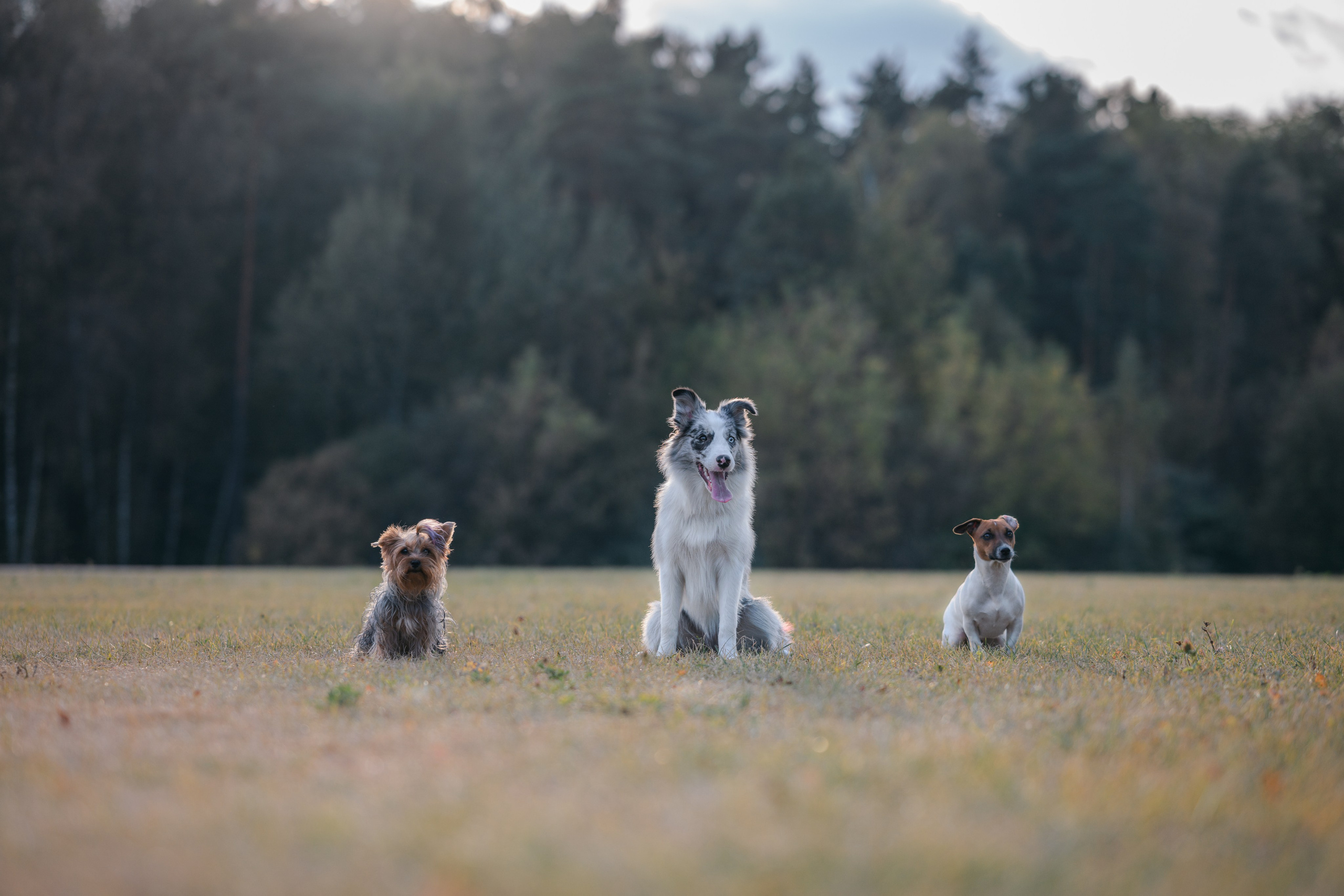 Прогулка в Мещерском парке. Фотограф Анималист в Москве Анастасия Жучкова