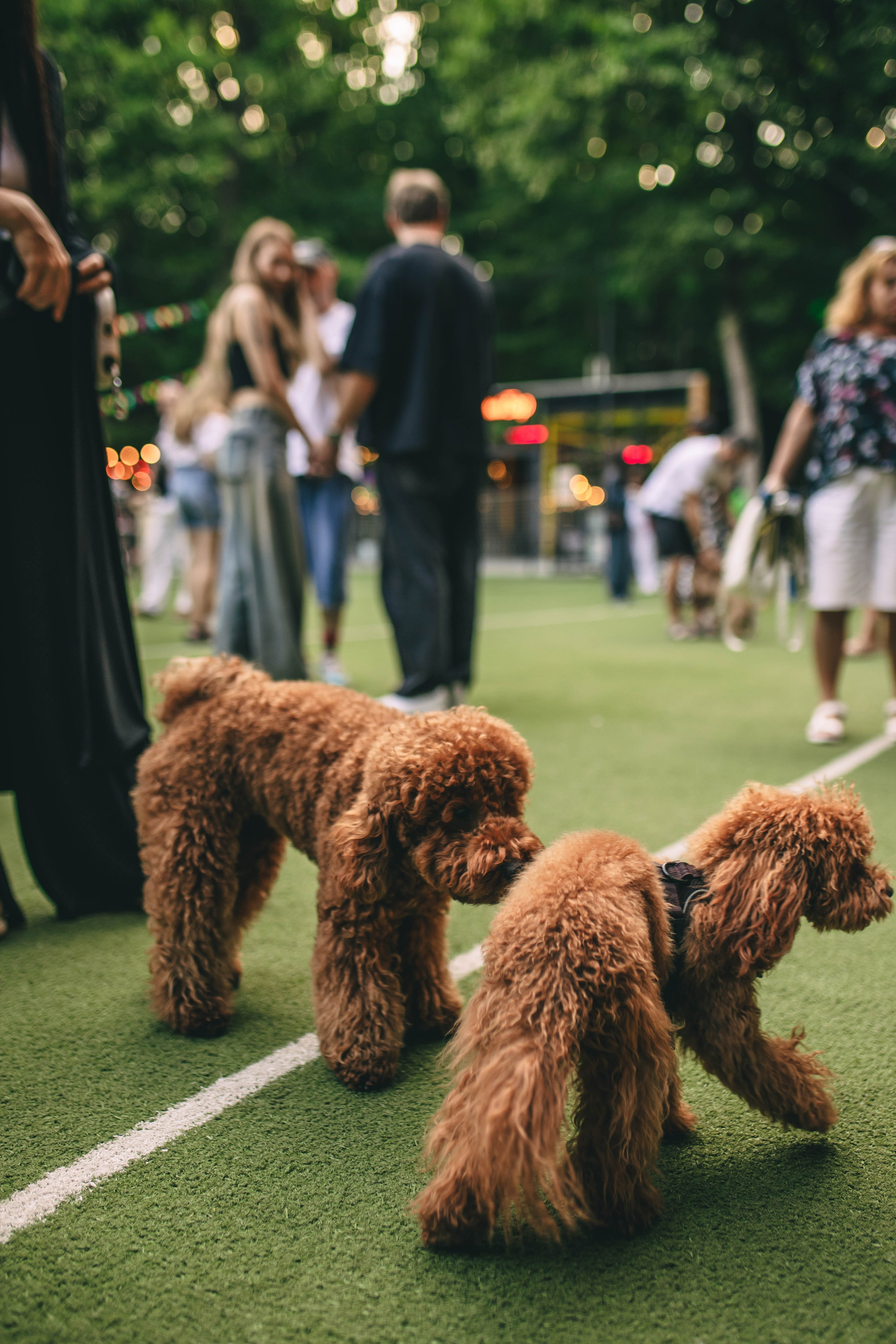 Pet-Party + Live-music |Парк Культуры. Фотограф в Ставрополе Алина Клочкова
