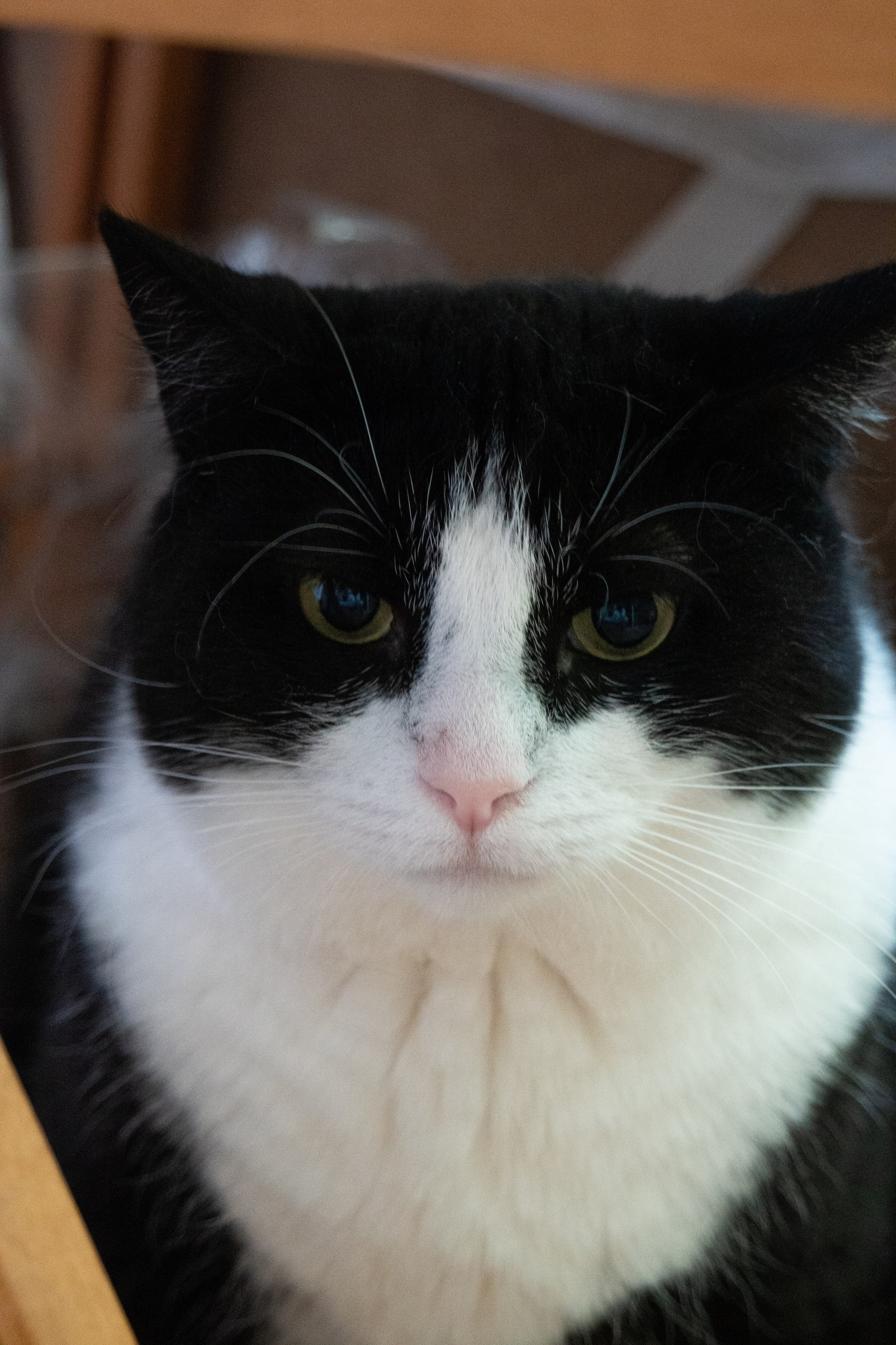 Приют для животных «Пушистые друзья». Видеограф, фотограф в Санкт-Петербурге Элеонора Петрова