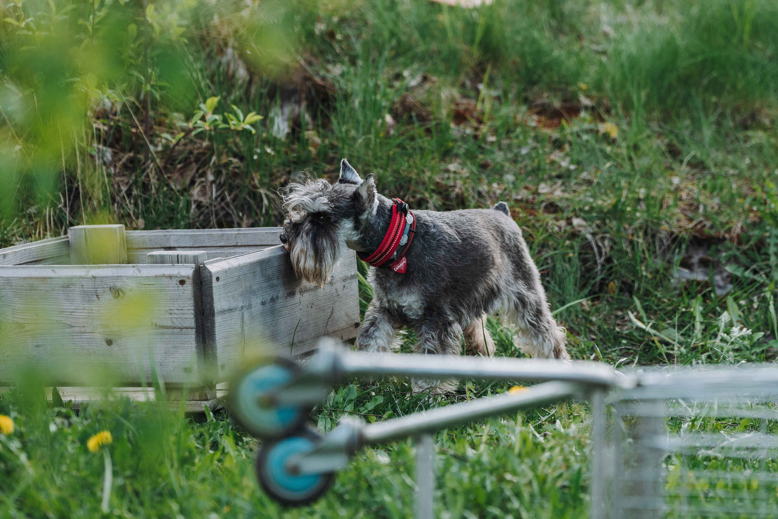 Соревнования по ноузворку в Лосево. Фотограф анималист в Спб недорого Олеся Майорова