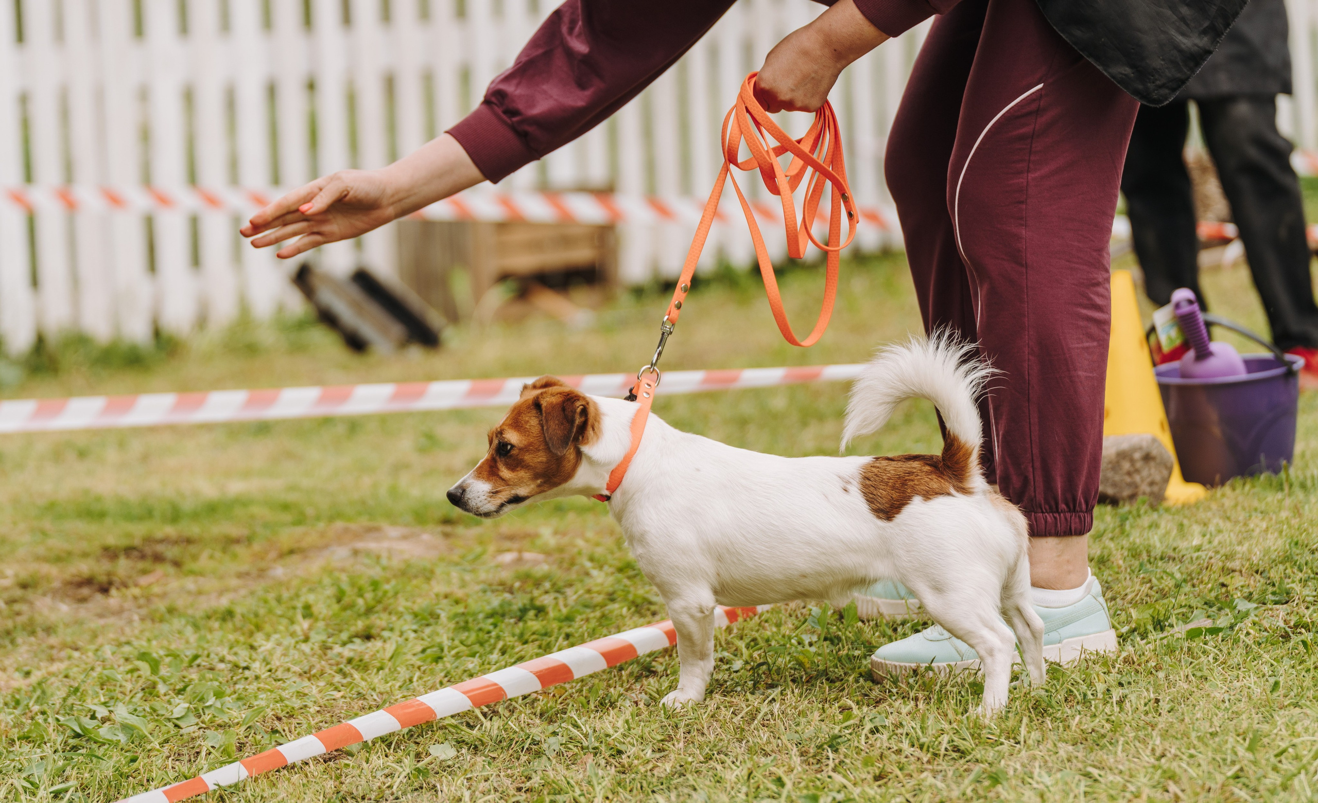 Соревнования по ноузворку. Фотограф анималист в Спб недорого Олеся Майорова