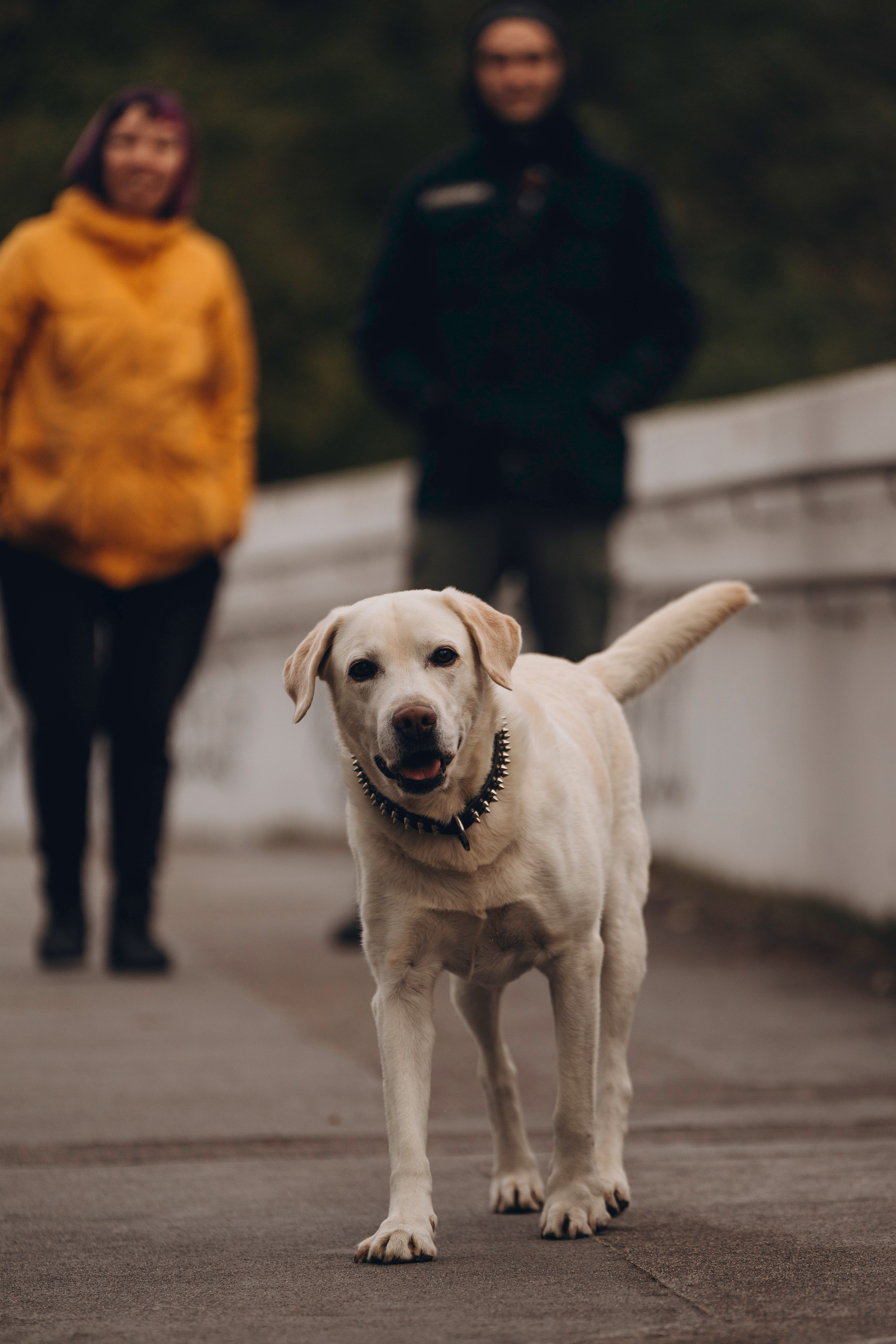 Вати, Лена и Леван. Фотограф анималист в Спб недорого Олеся Майорова