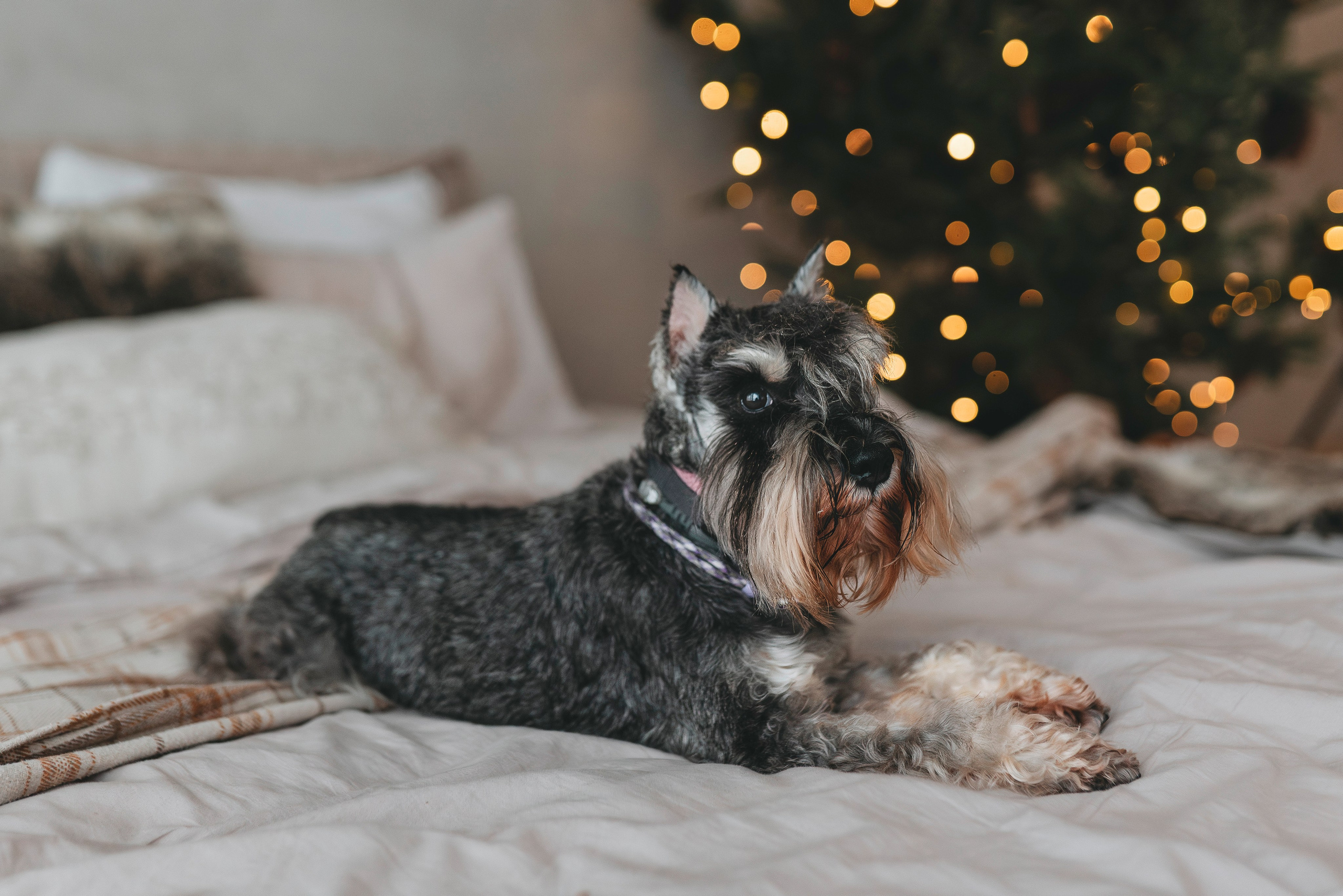 Ольга и Сатори. Фотограф анималист в Спб недорого Олеся Майорова