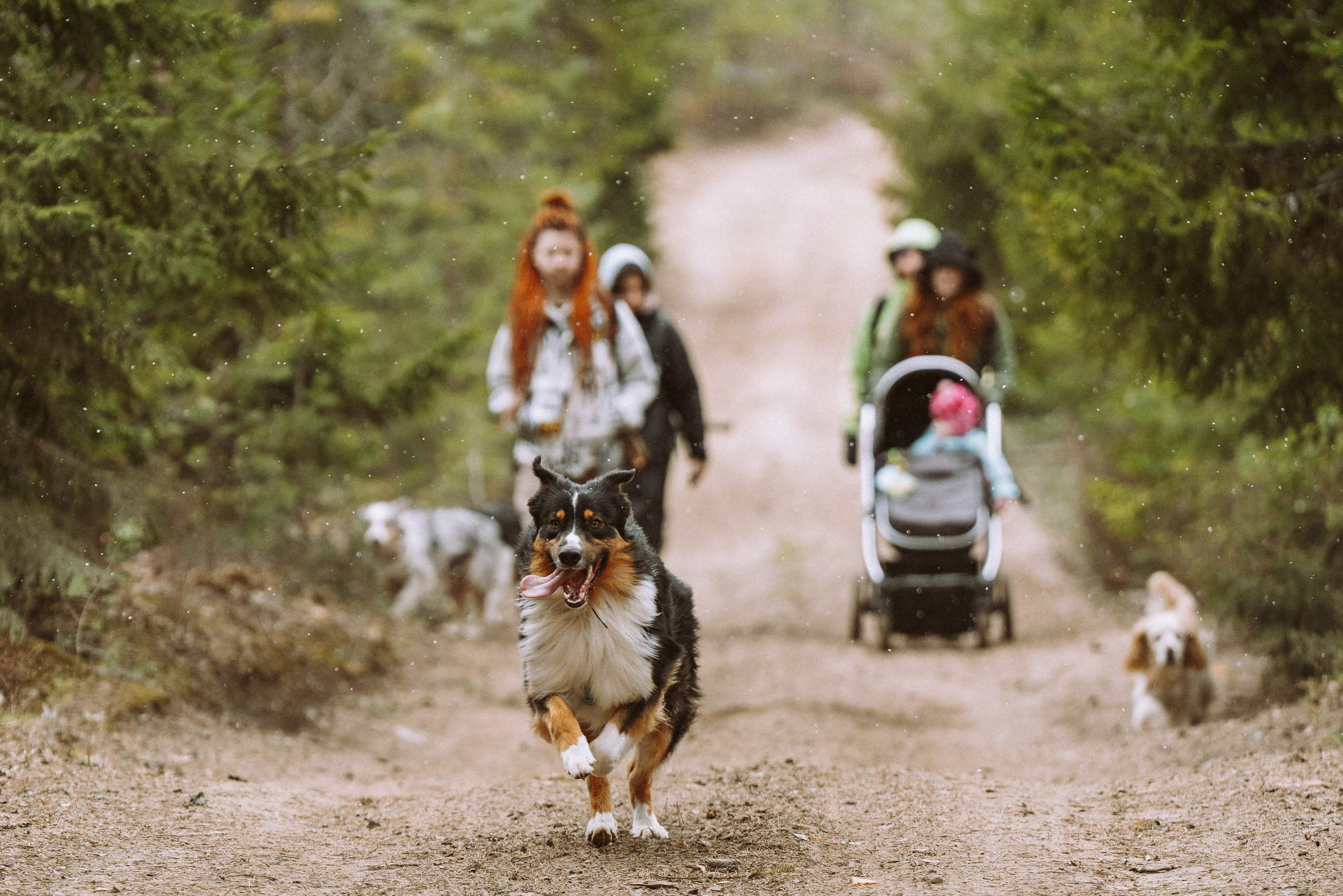 Дог трекинг к финскому хутору. Фотограф анималист в Спб недорого Олеся Майорова