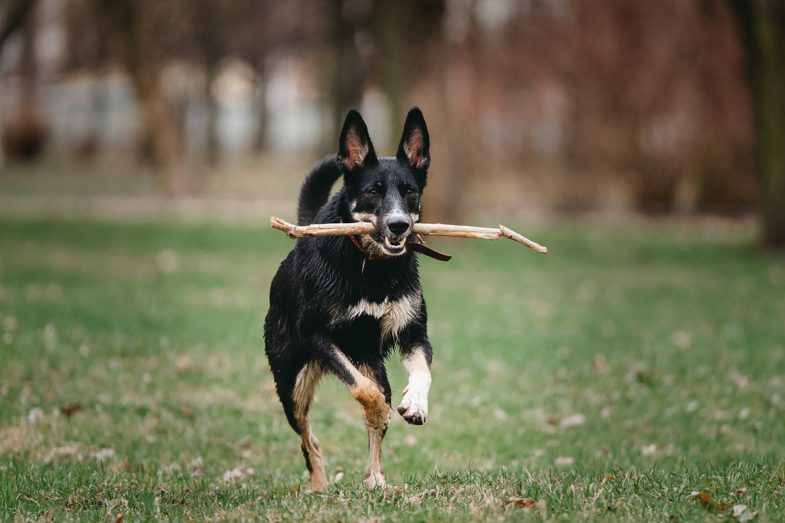Эля и Шиза. Фотограф анималист в Спб недорого Олеся Майорова