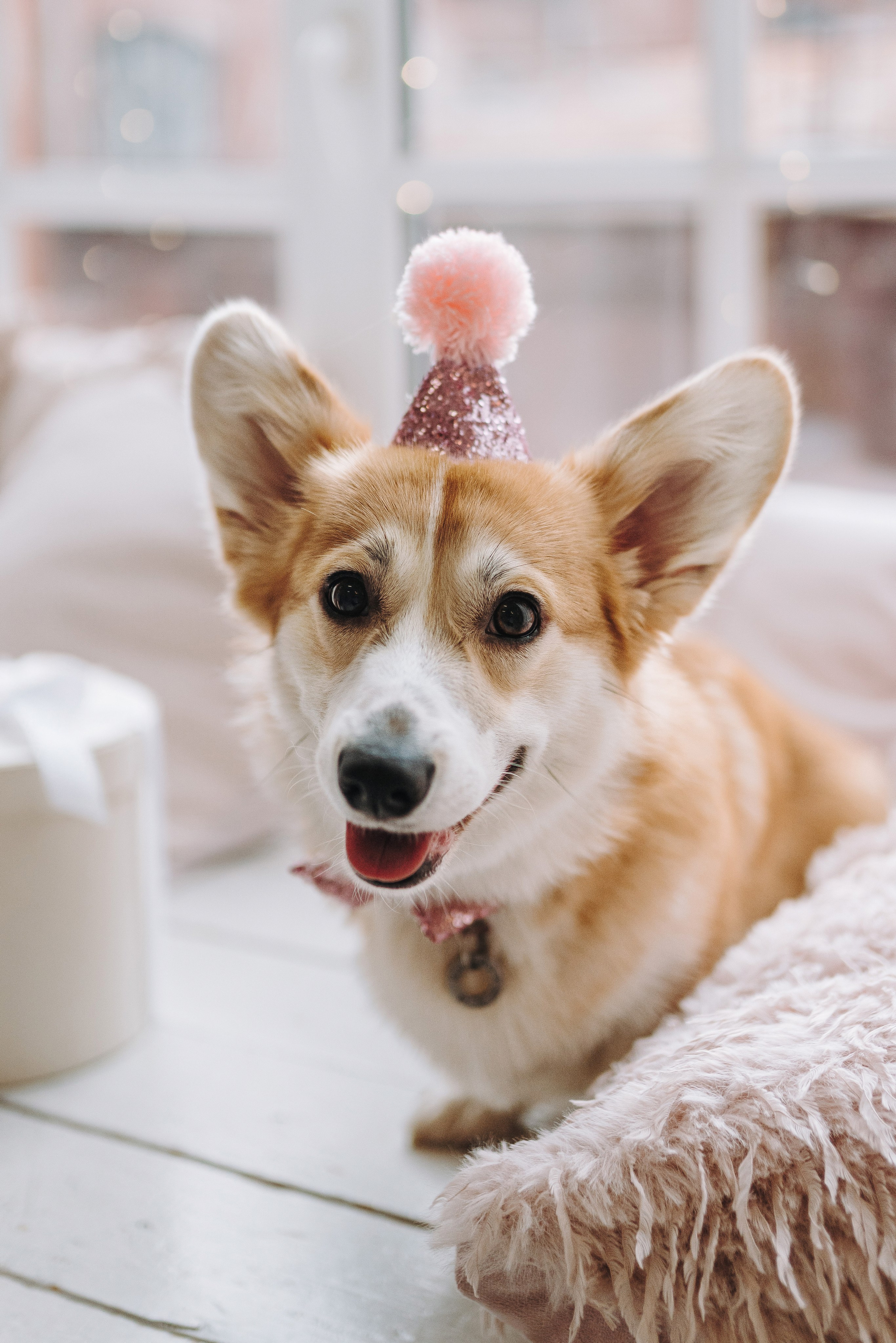 Александра и Бри. Фотограф анималист в Спб недорого Олеся Майорова