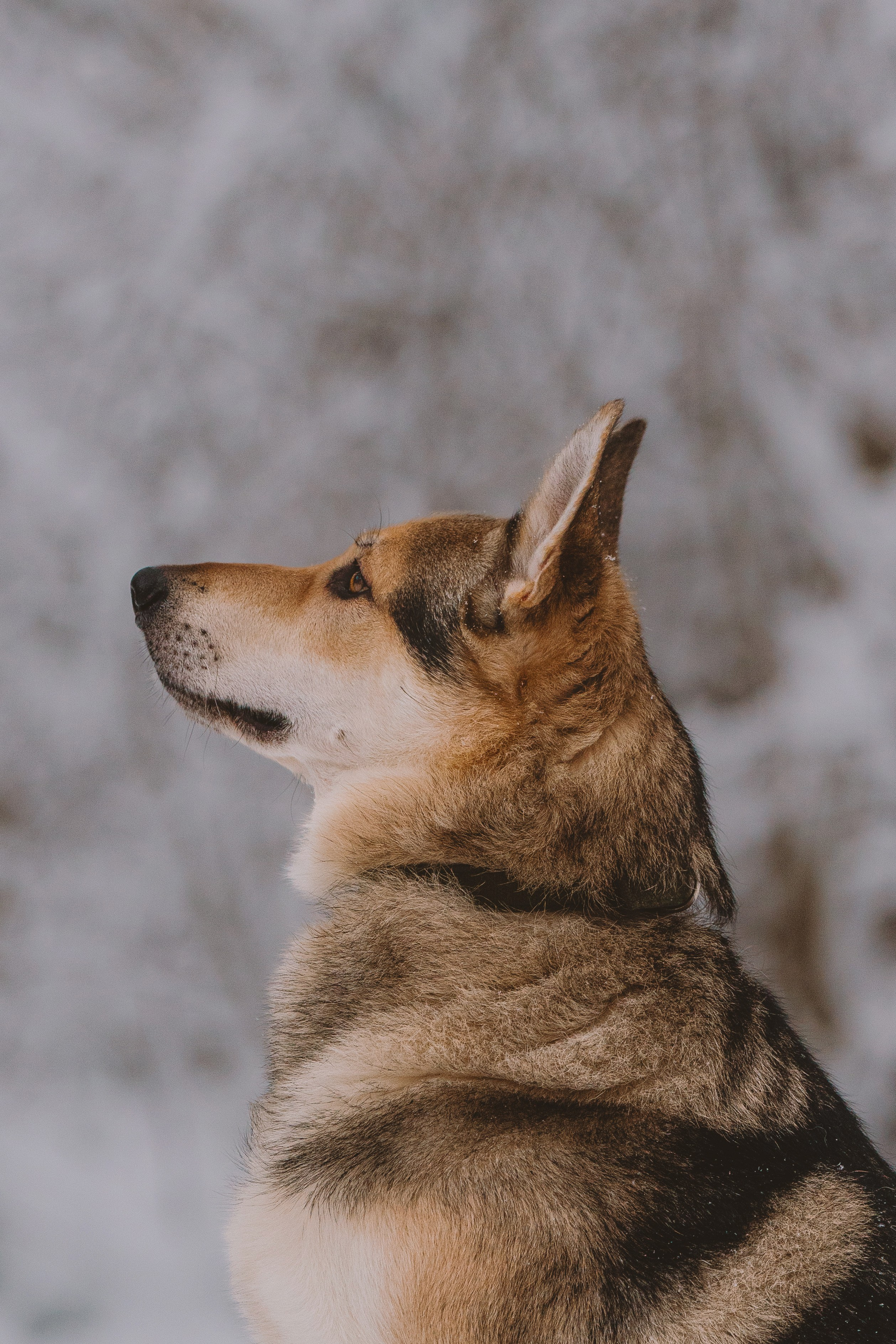 Фотосессия с питомцами на природе. Фотограф анималист в Спб недорого Олеся Майорова