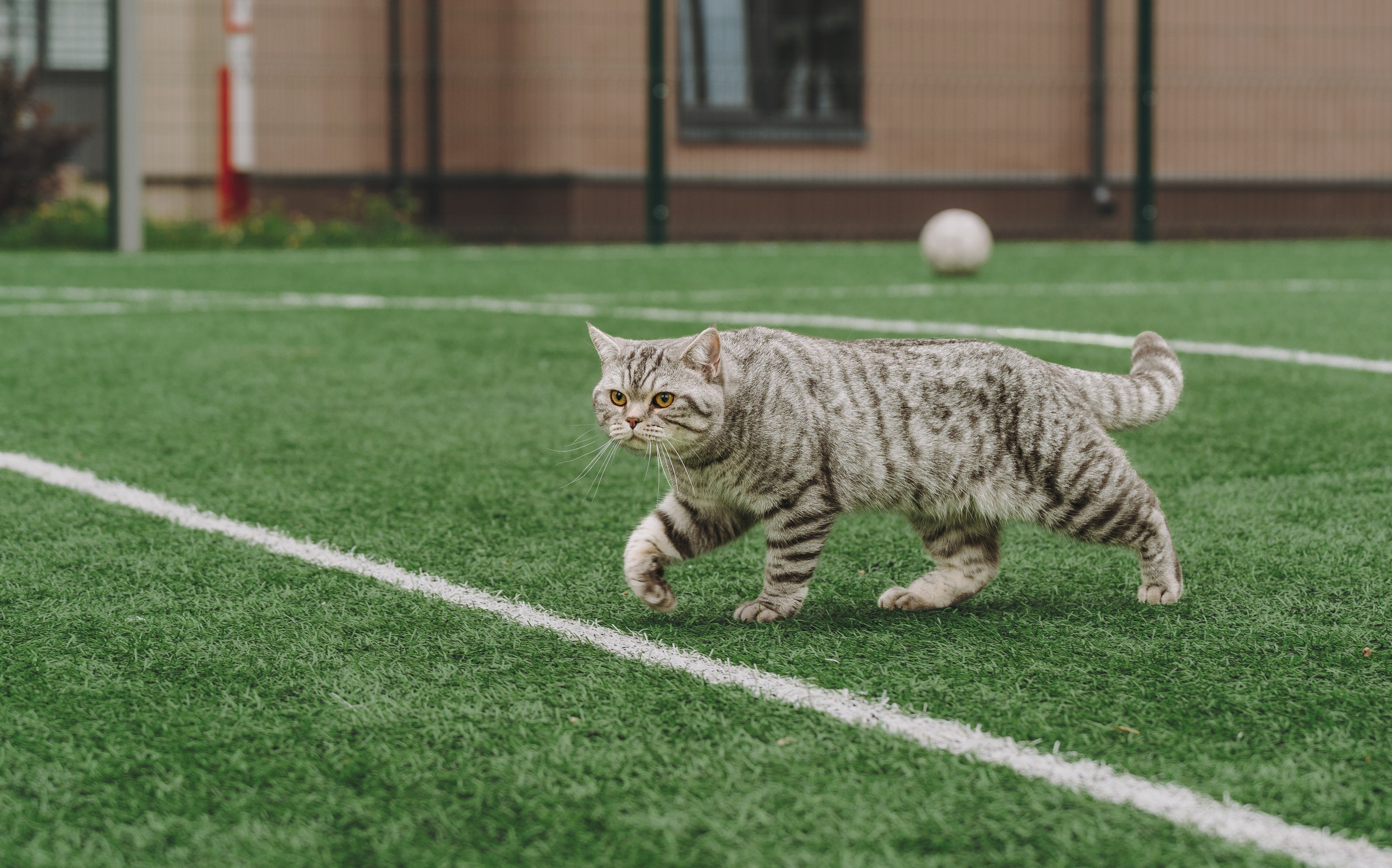 Портфолио кошки, фотограф Олеся Майрова. Фотограф анималист в Спб недорого Олеся Майорова