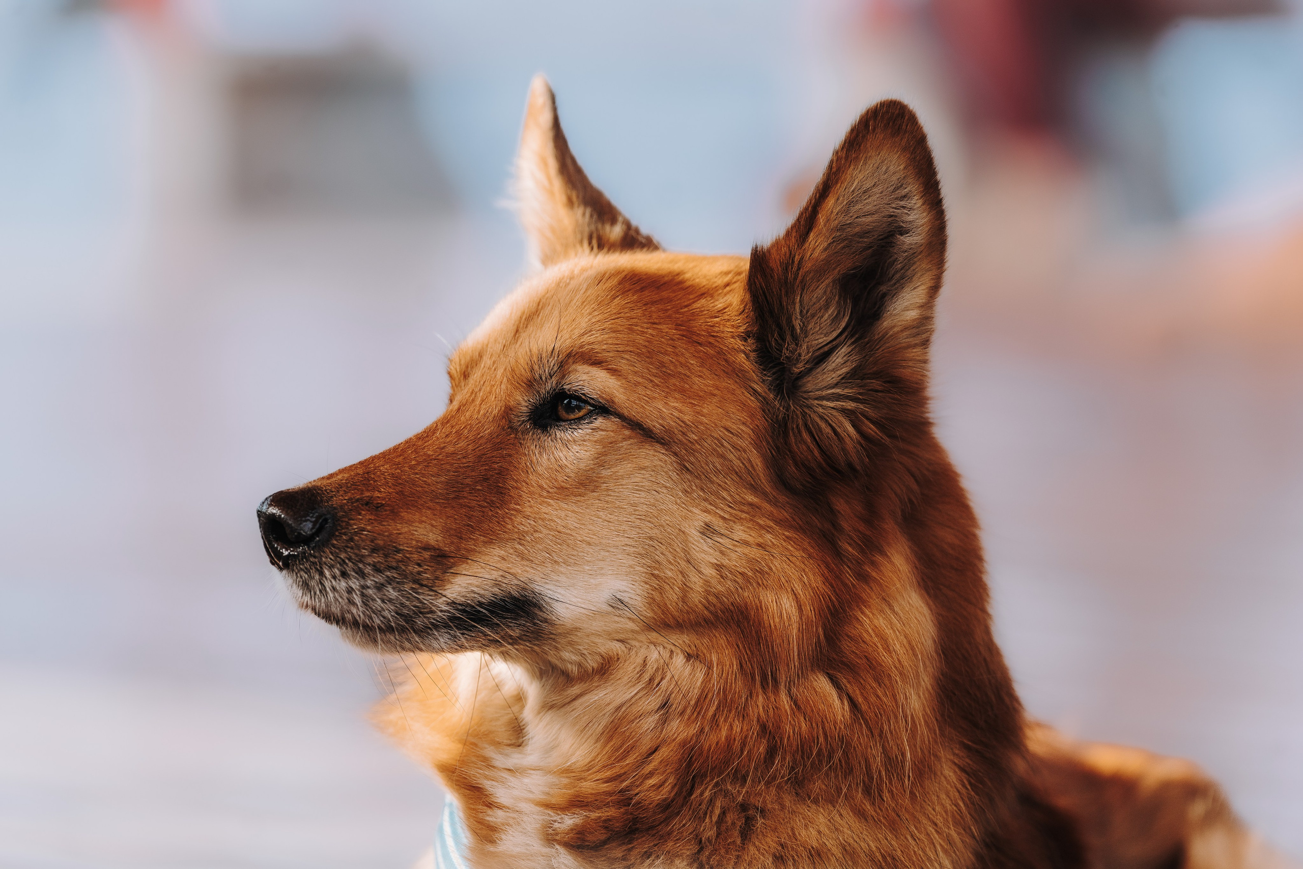 Соревнования по ноузворку в Лосево. Фотограф анималист в Спб недорого Олеся Майорова
