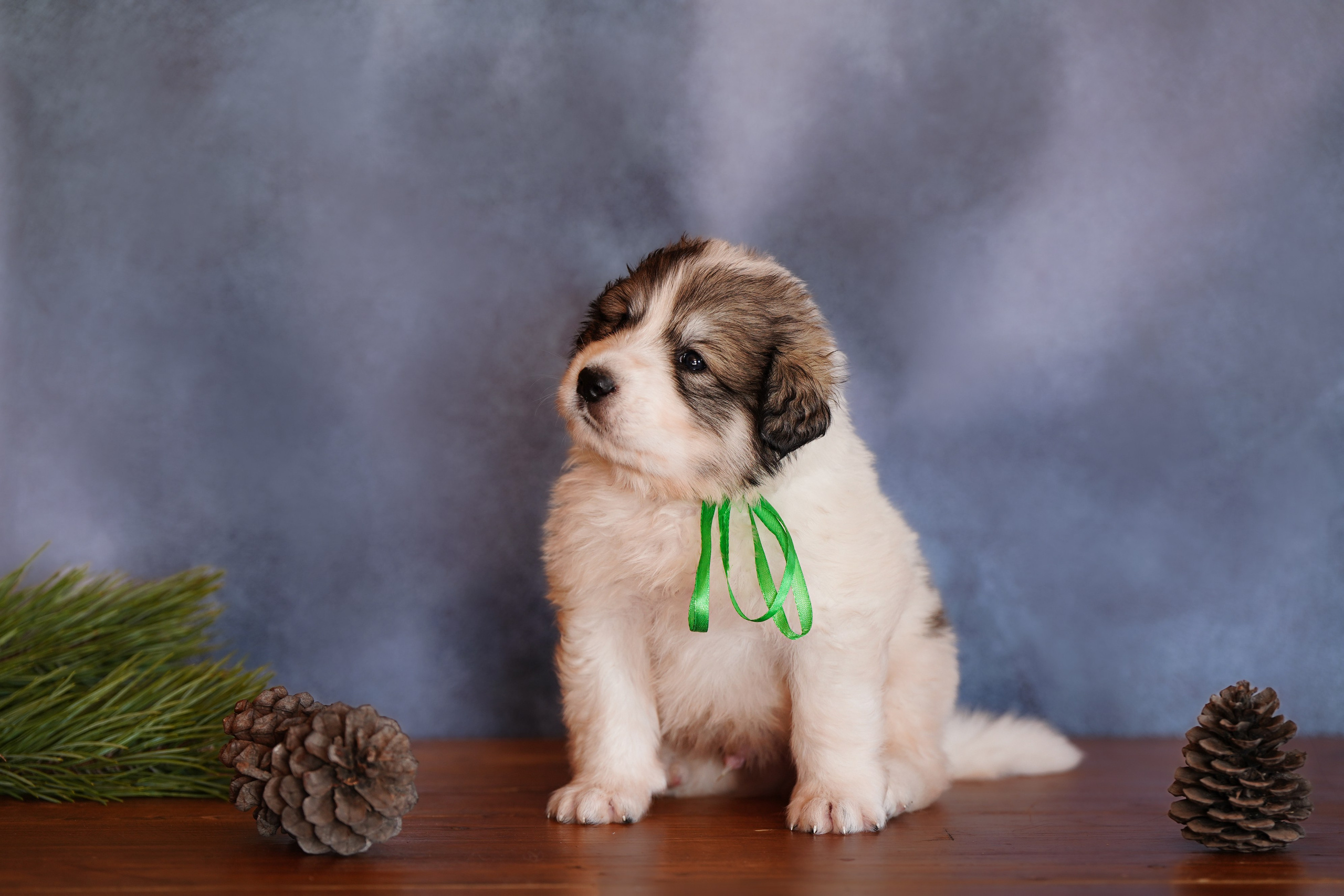 Пиренейские горные. Фотограф анималист в Спб недорого Олеся Майорова