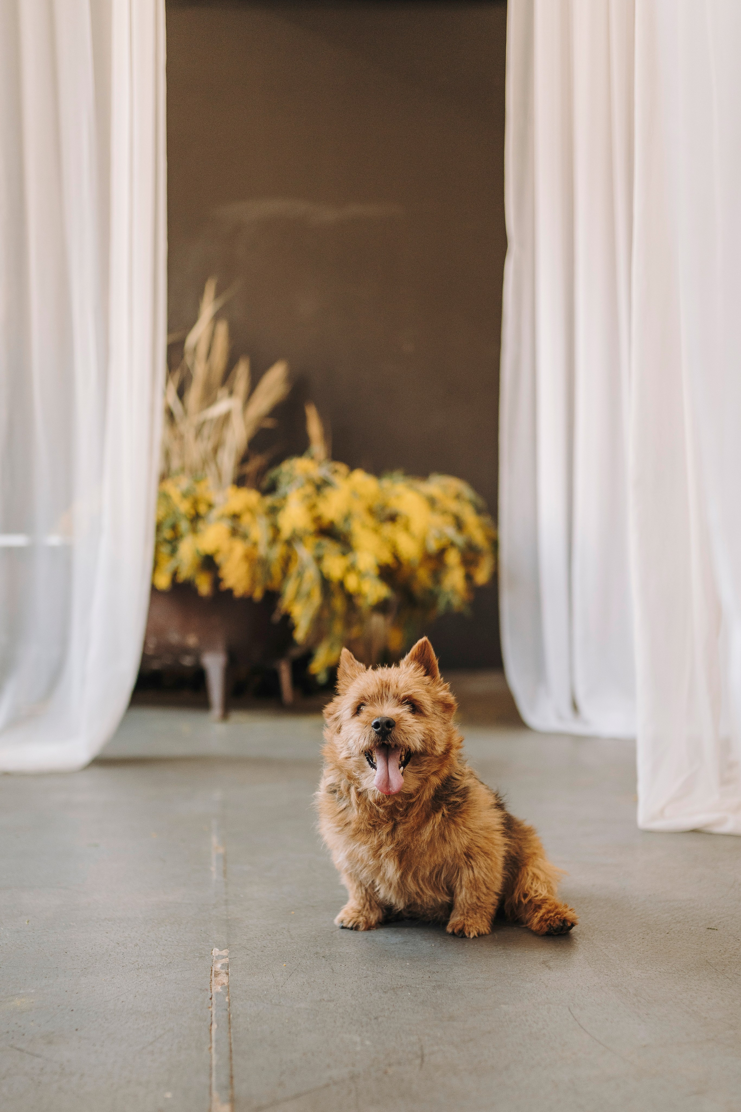 Маша и Рамси. Фотограф анималист в Спб недорого Олеся Майорова