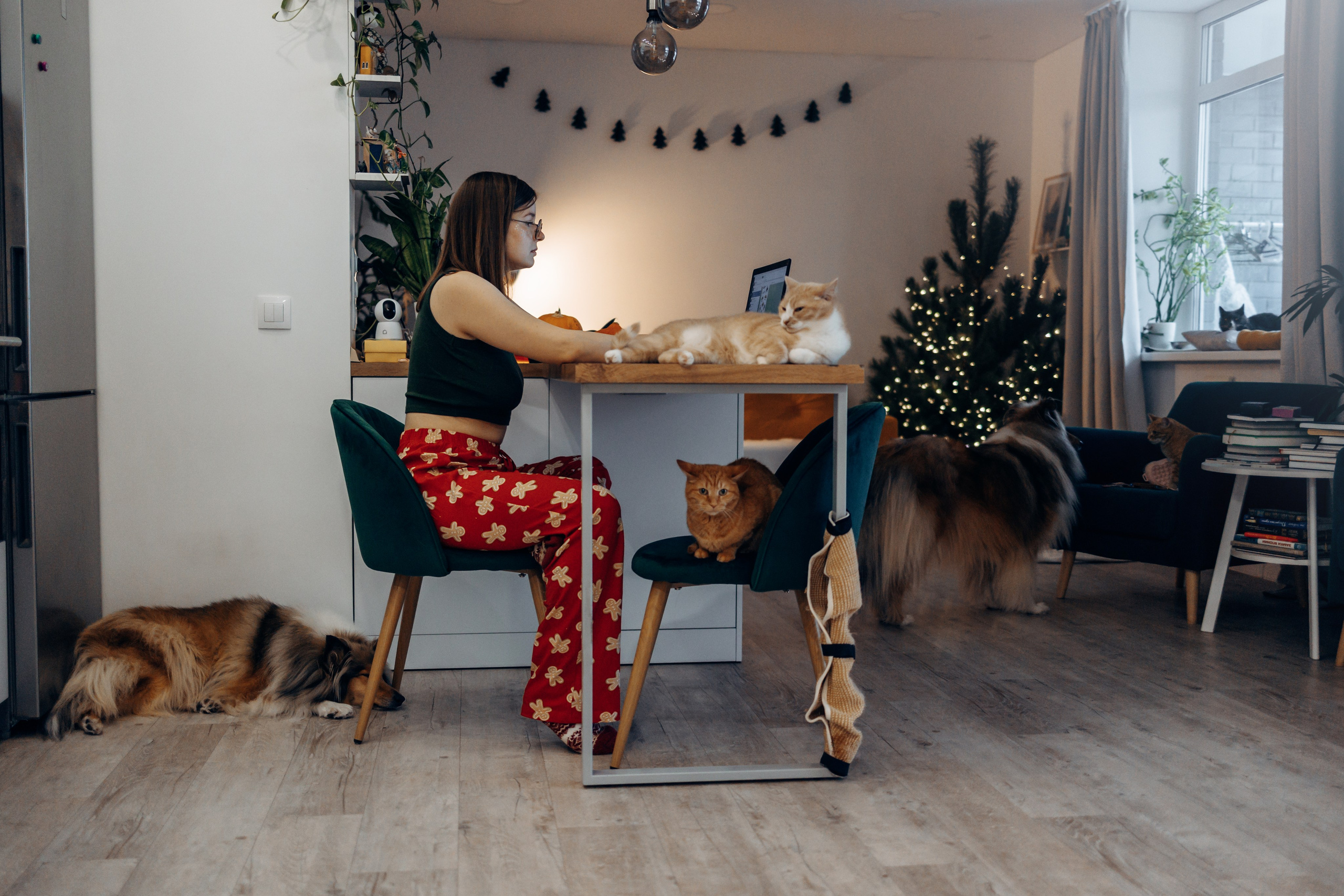 Юлиана, Элли и Райан. YULA KOLESOVA | Фотограф — Анималист | Художник | Тюмень