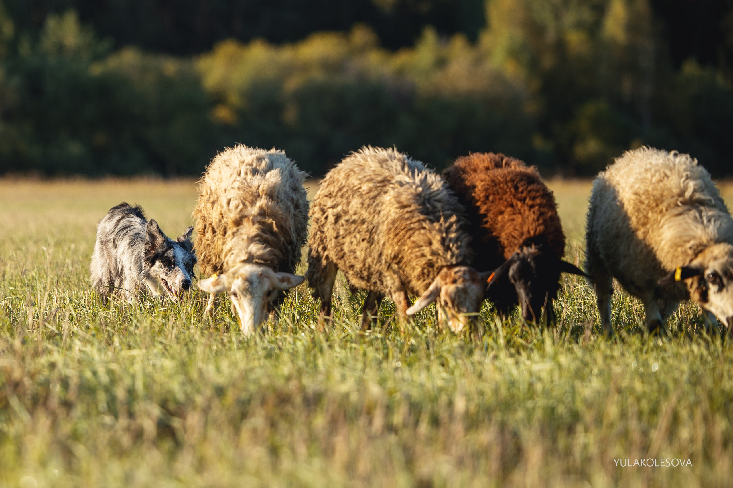 Пастуший интенсив, сентябрь 2024. YULA KOLESOVA | Фотограф — Анималист | Художник | Тюмень