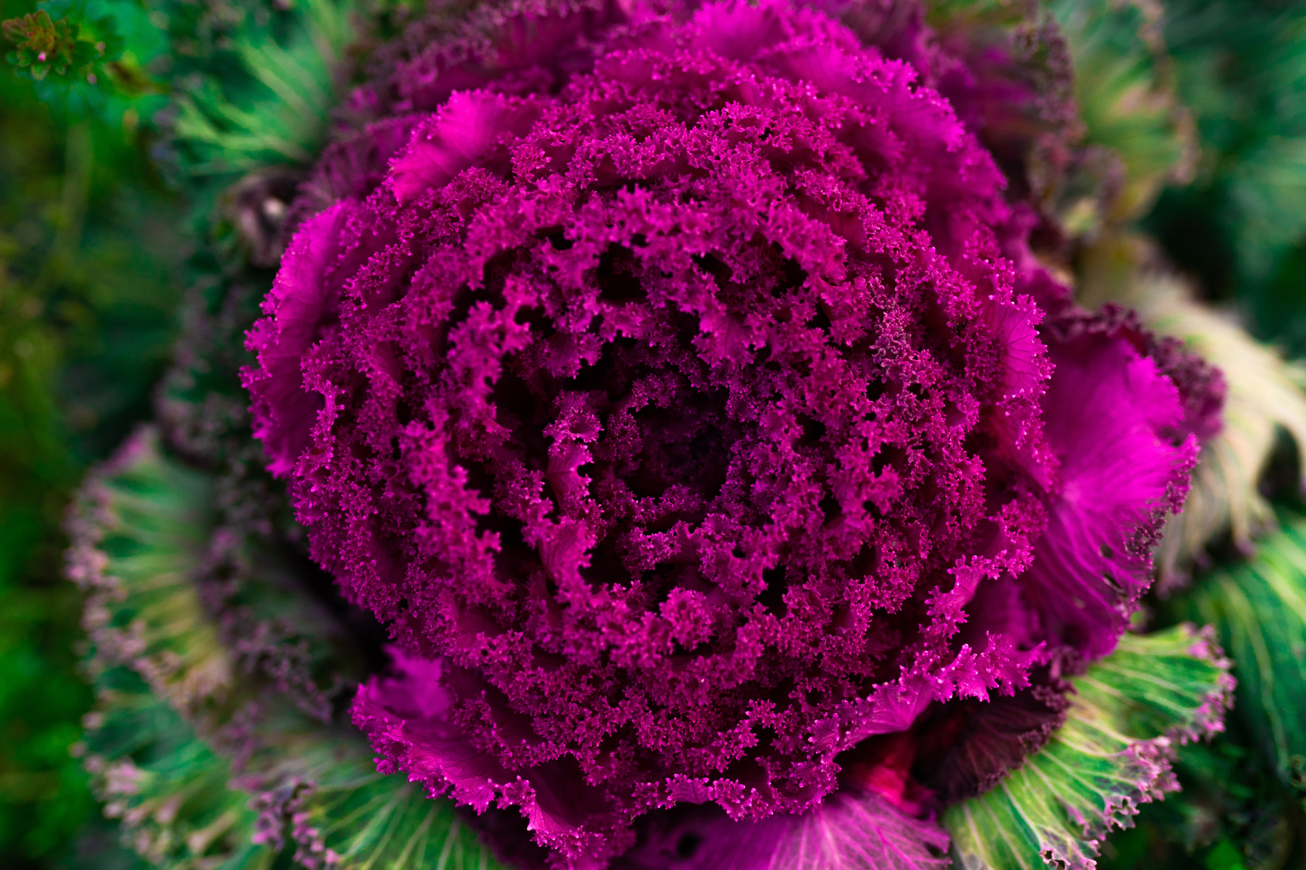 ЦВЕТНЫЕ ФОТОГРАФИИ. Никита Аничкин фото и видео оператор из России