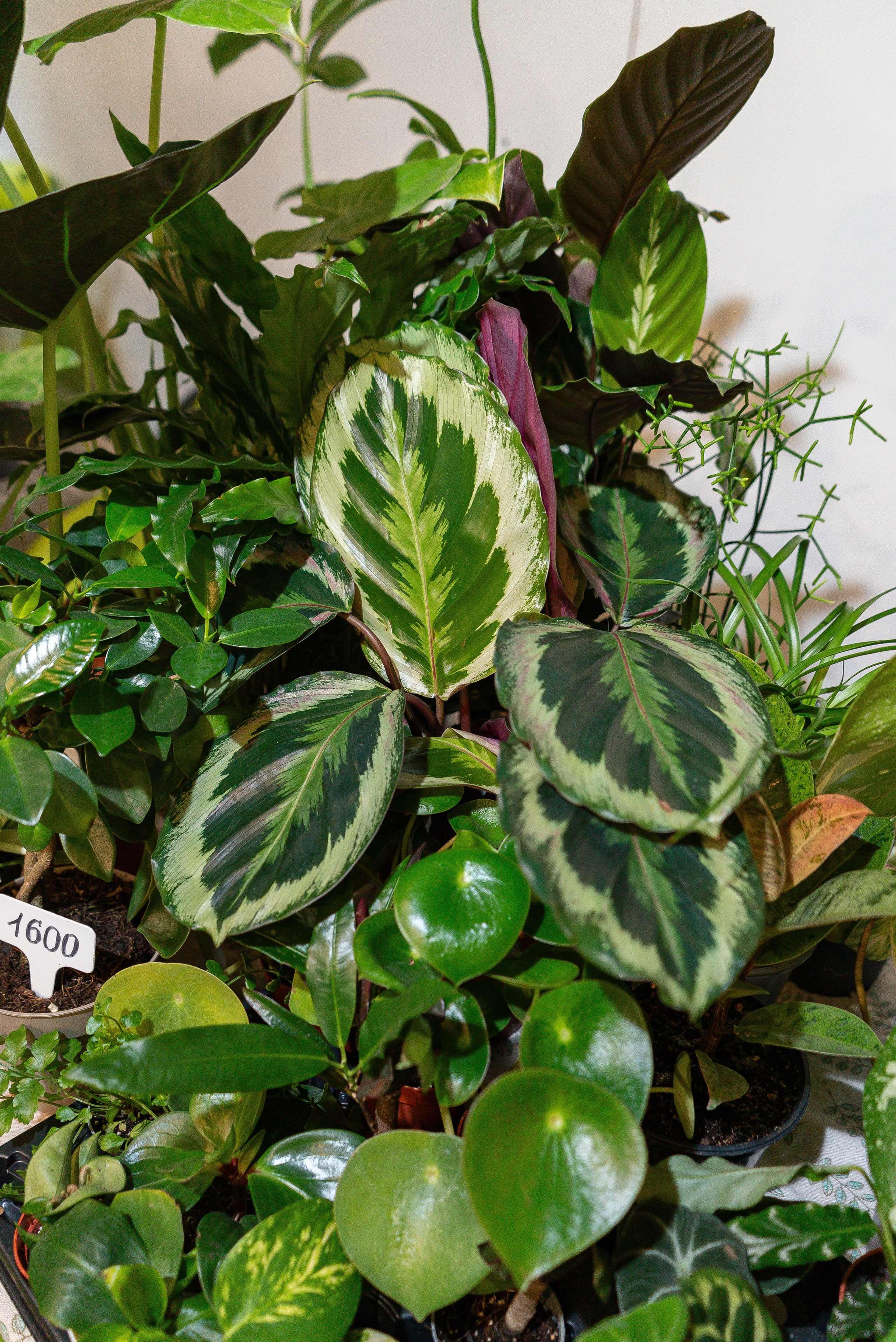 Гроубокс Артплей апрель. Александра Куликова фотограф, Москва