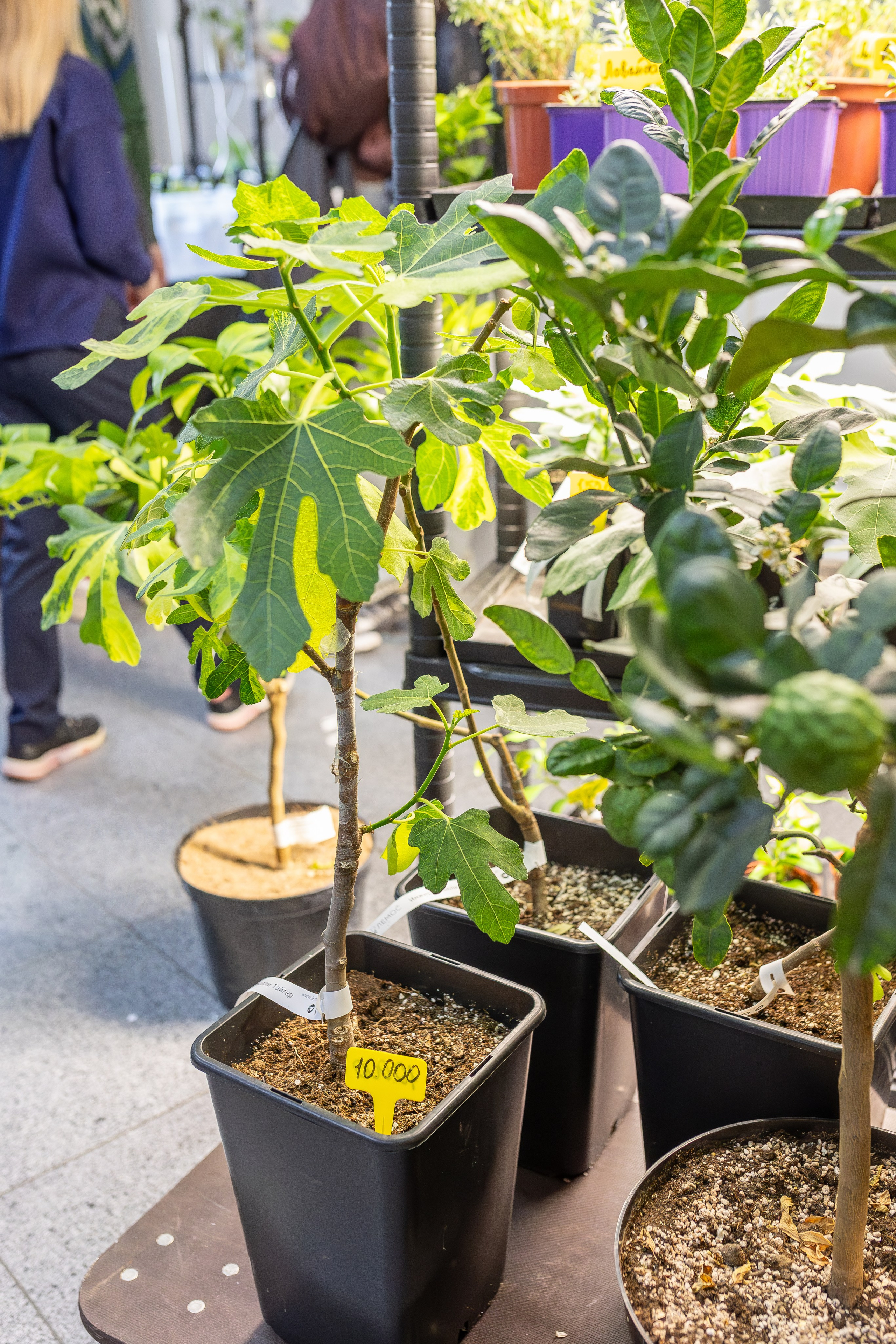 Монстериум апрель 2026. Александра Куликова фотограф, Москва