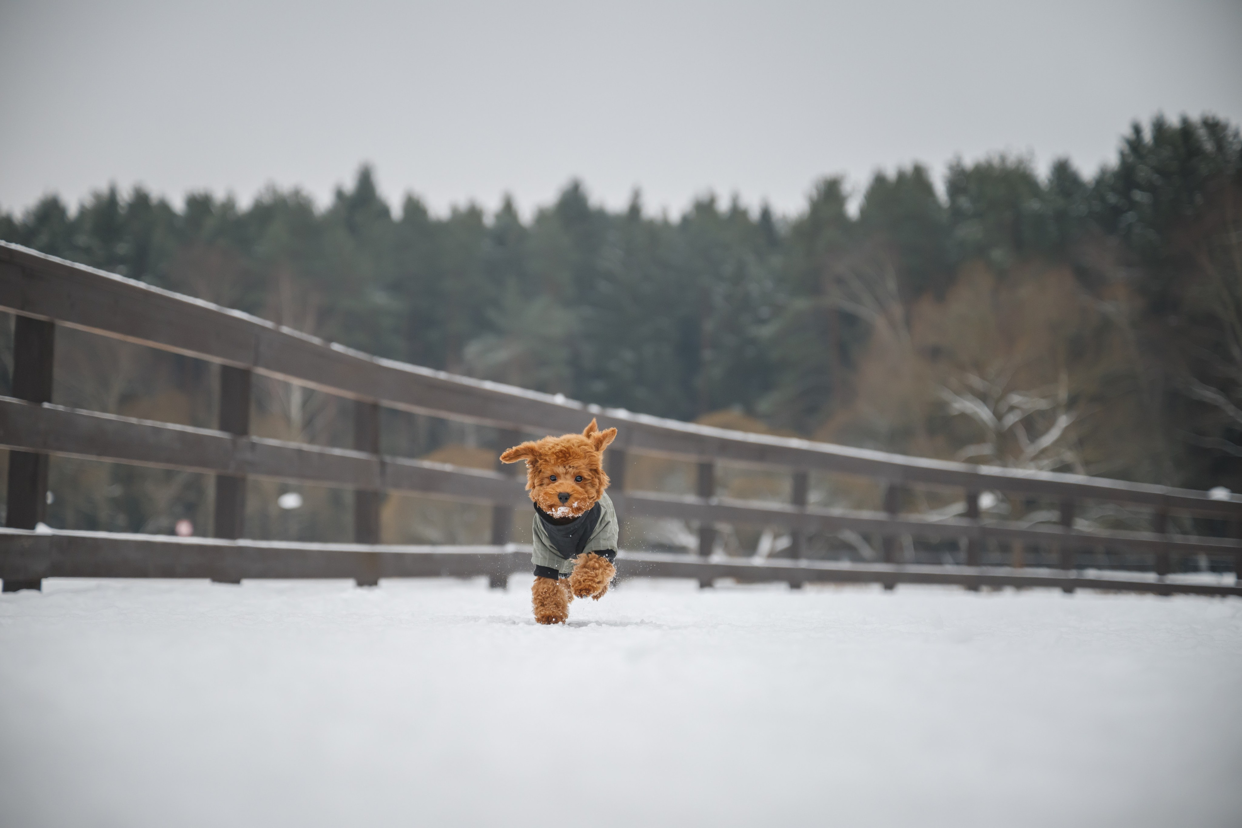 Щенок пуделя. Фотограф Анималист в Москве Анастасия Жучкова