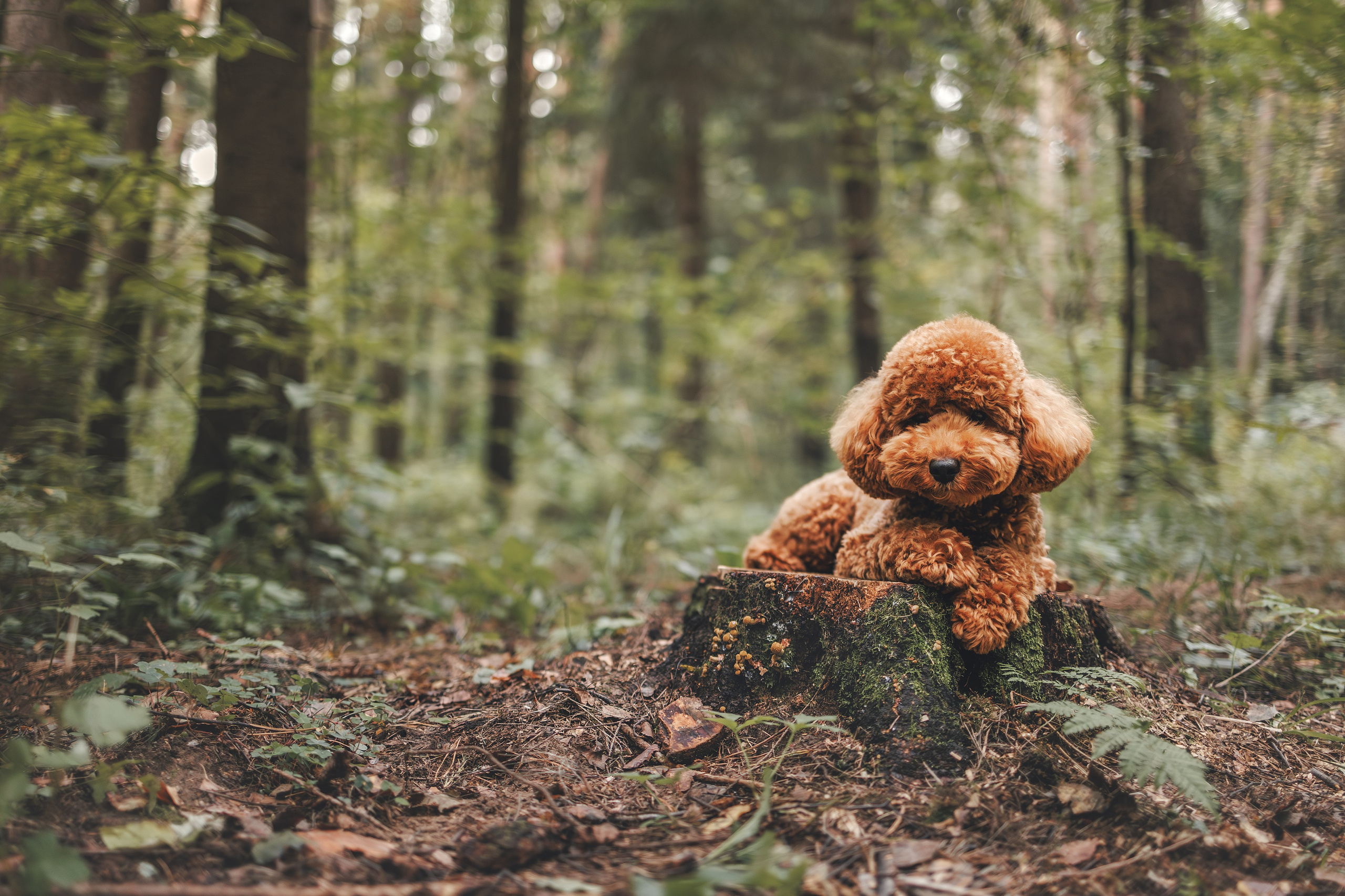 Лесная прошулка. Фотограф Анималист в Москве Анастасия Жучкова