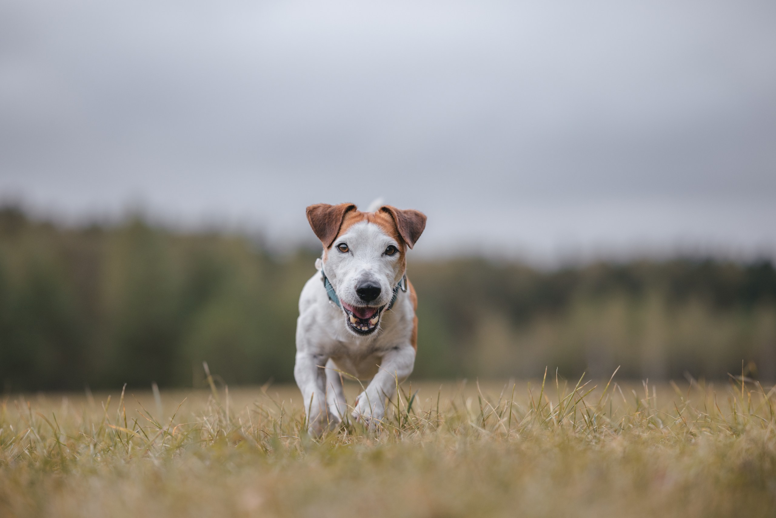 Юлиана и Риф. Фотограф Анималист в Москве Анастасия Жучкова