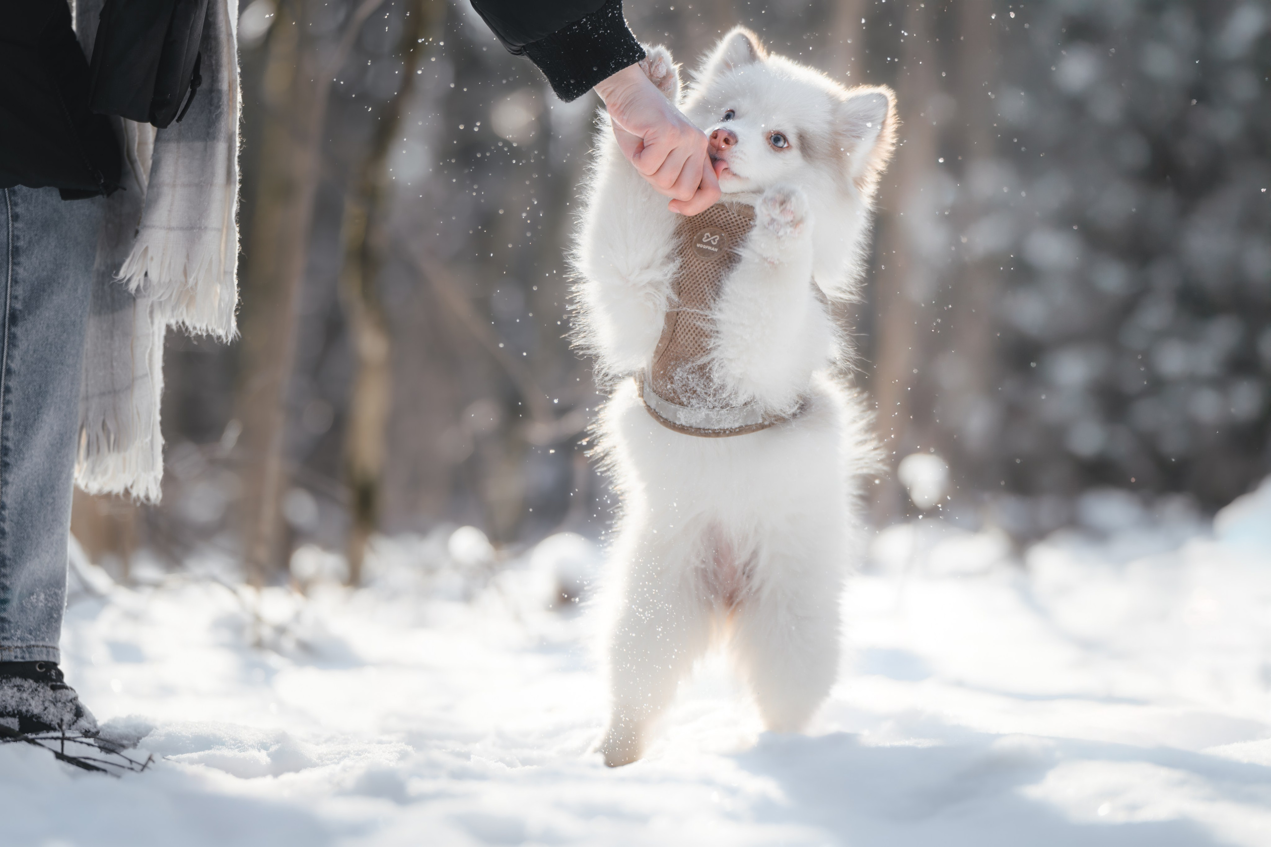 4 щенка помски. Прогулка в лесу. Фотограф Анималист в Москве Анастасия Жучкова