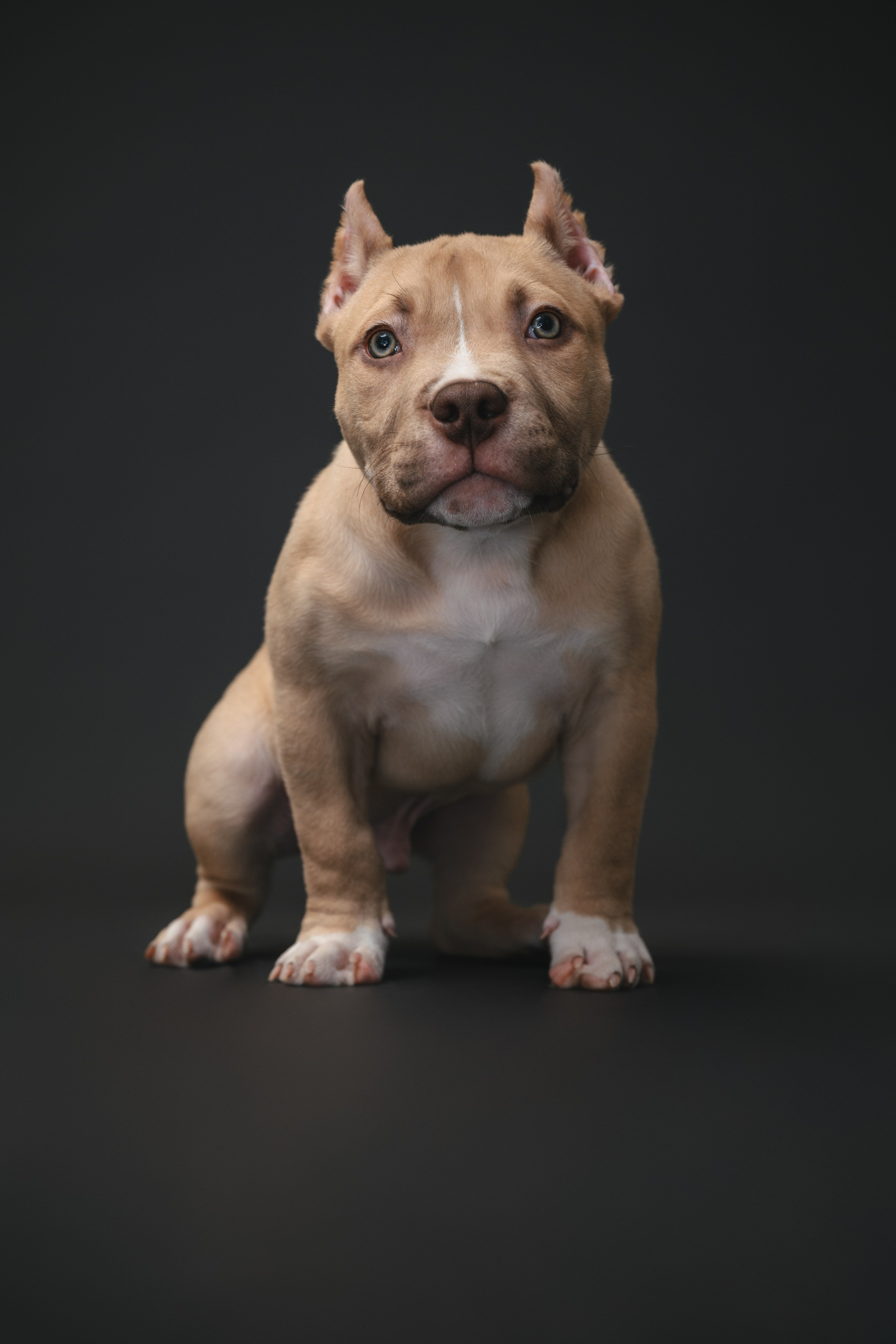 Булли. Фотограф Анималист в Москве Анастасия Жучкова