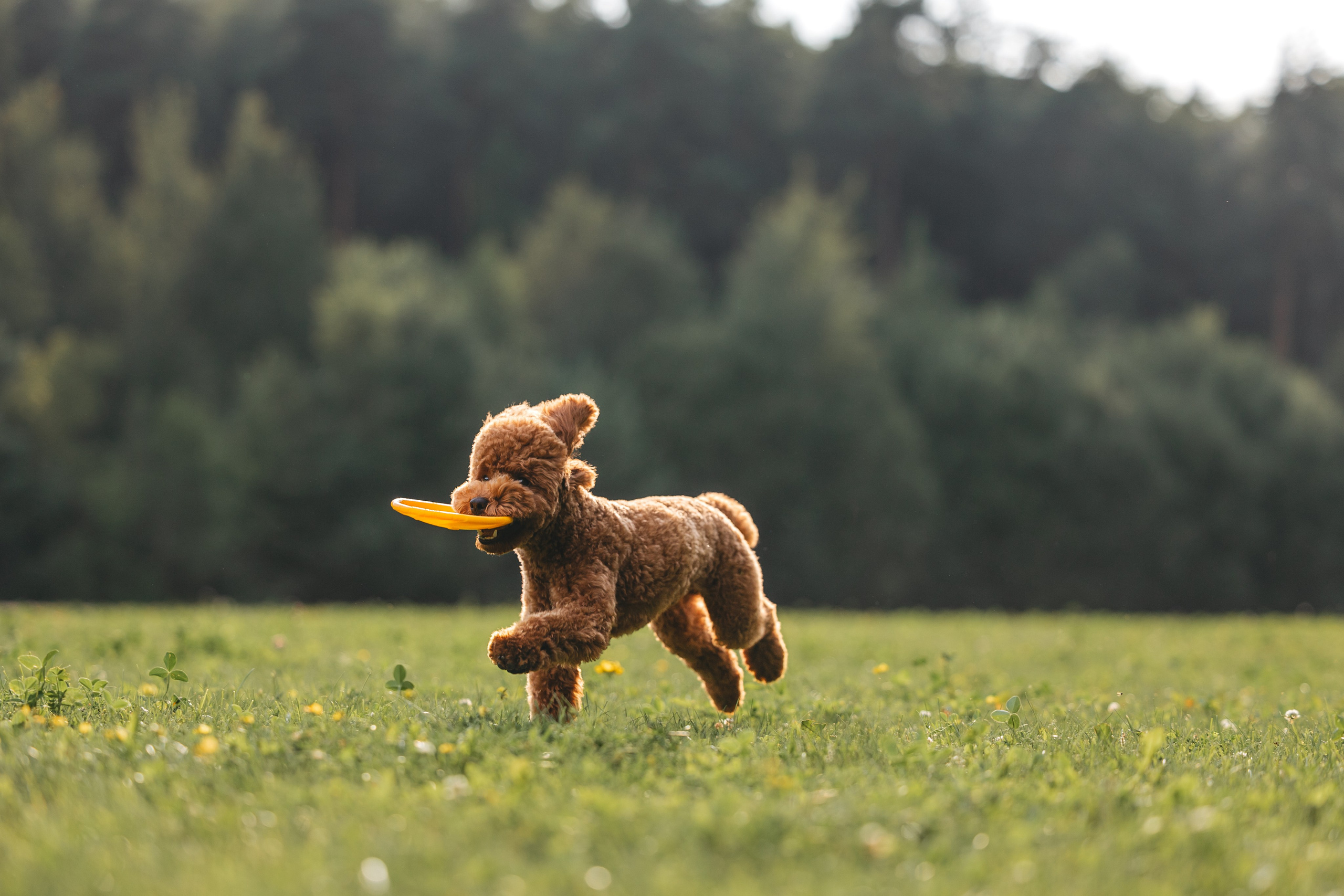 Джек. Фотограф Анималист в Москве Анастасия Жучкова