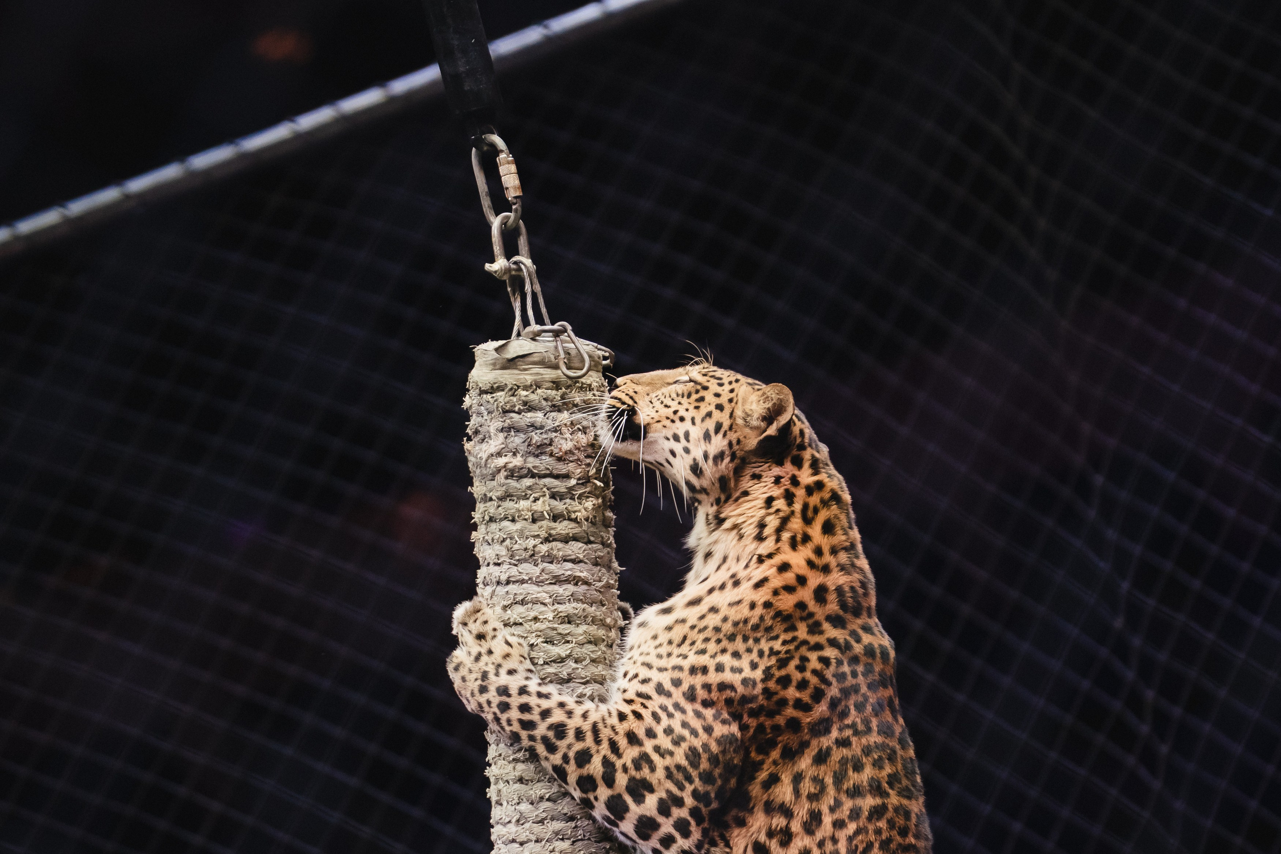 5 Континентов — Открытая репетиция. Воробьева Ксения — Спортивный и танцевальный фотограф Новосибирск