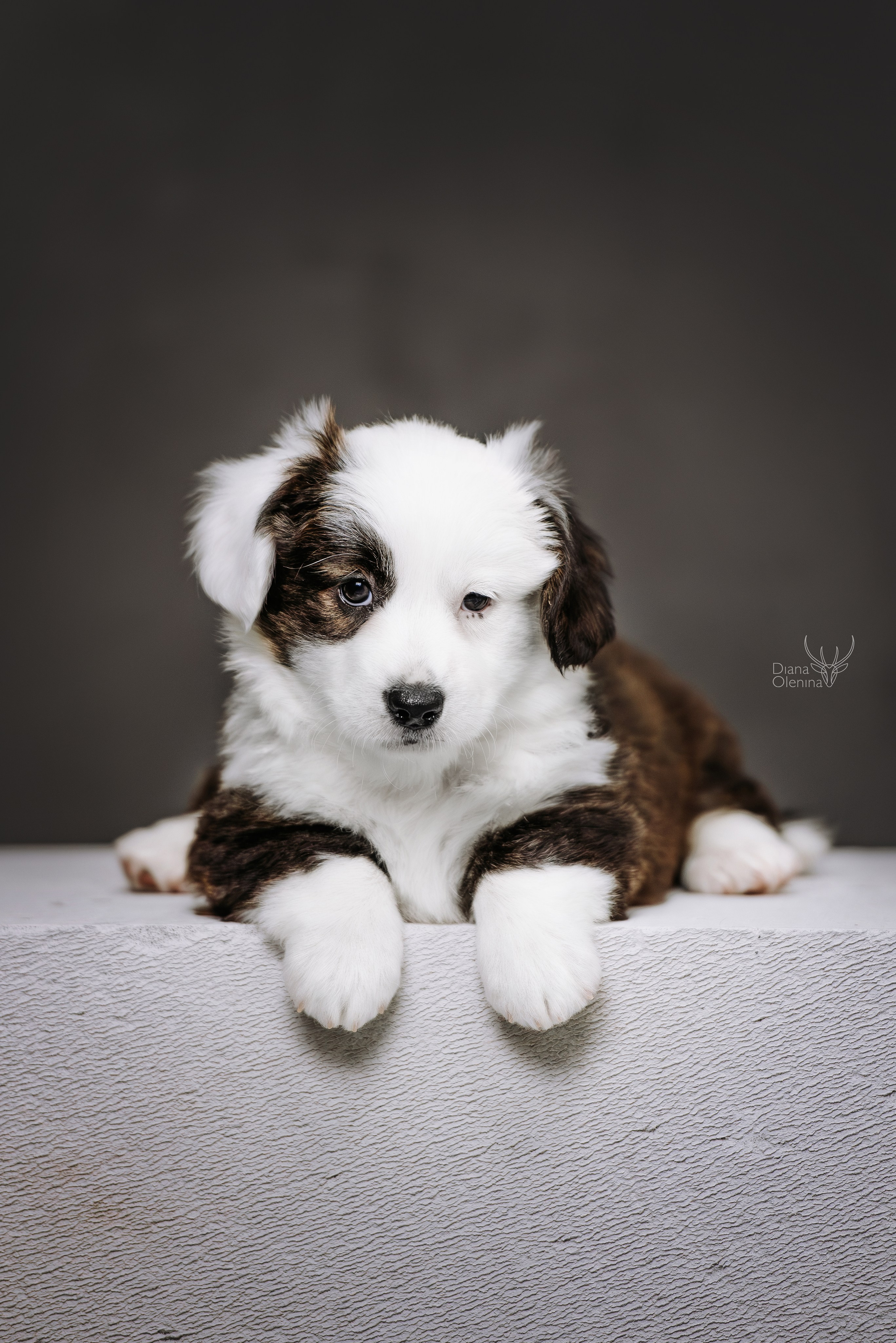 Помет Вельш Корги Кардиган. Фотограф Диана Оленина Красноярск / Братск