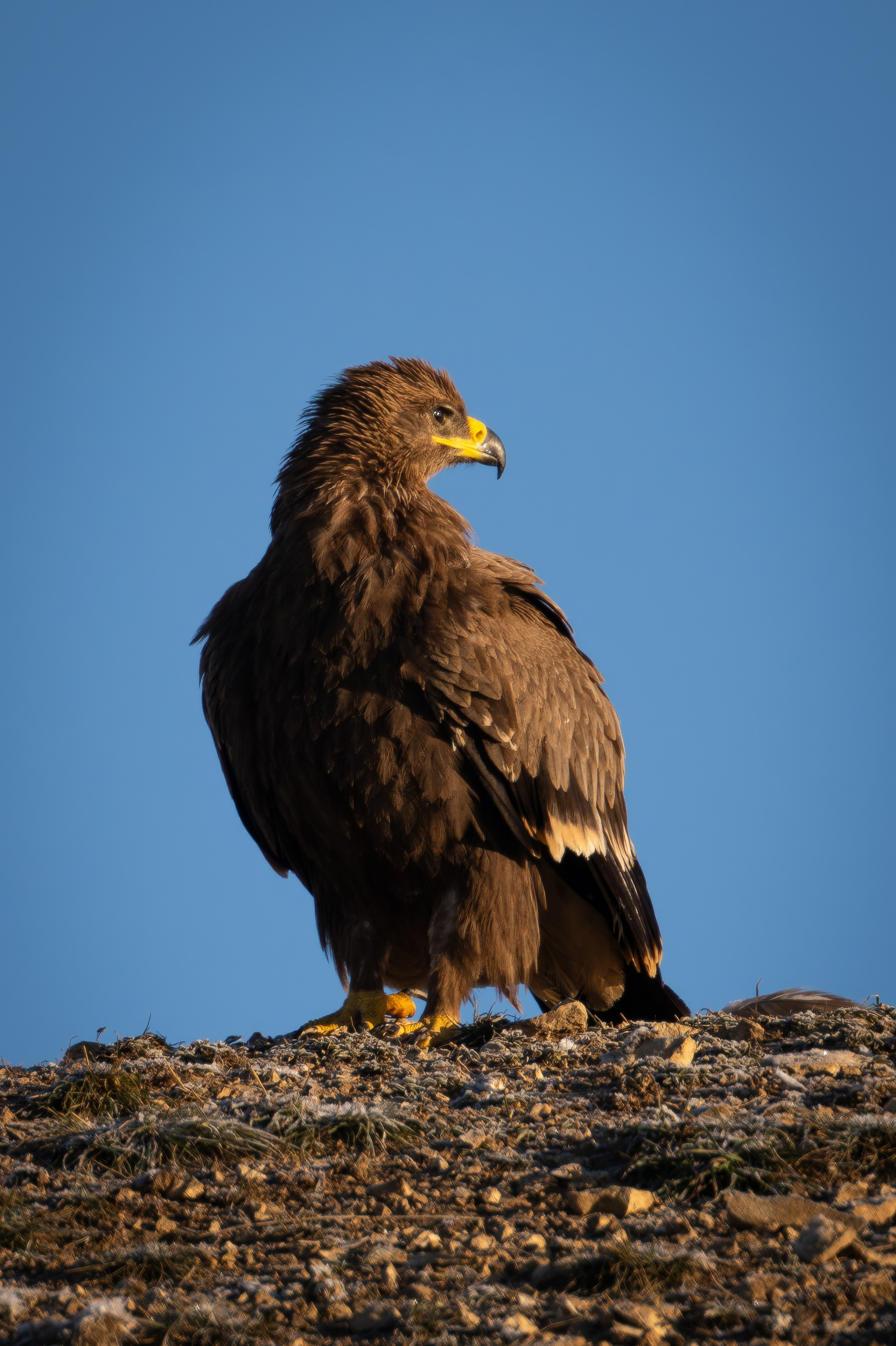 Степной орел