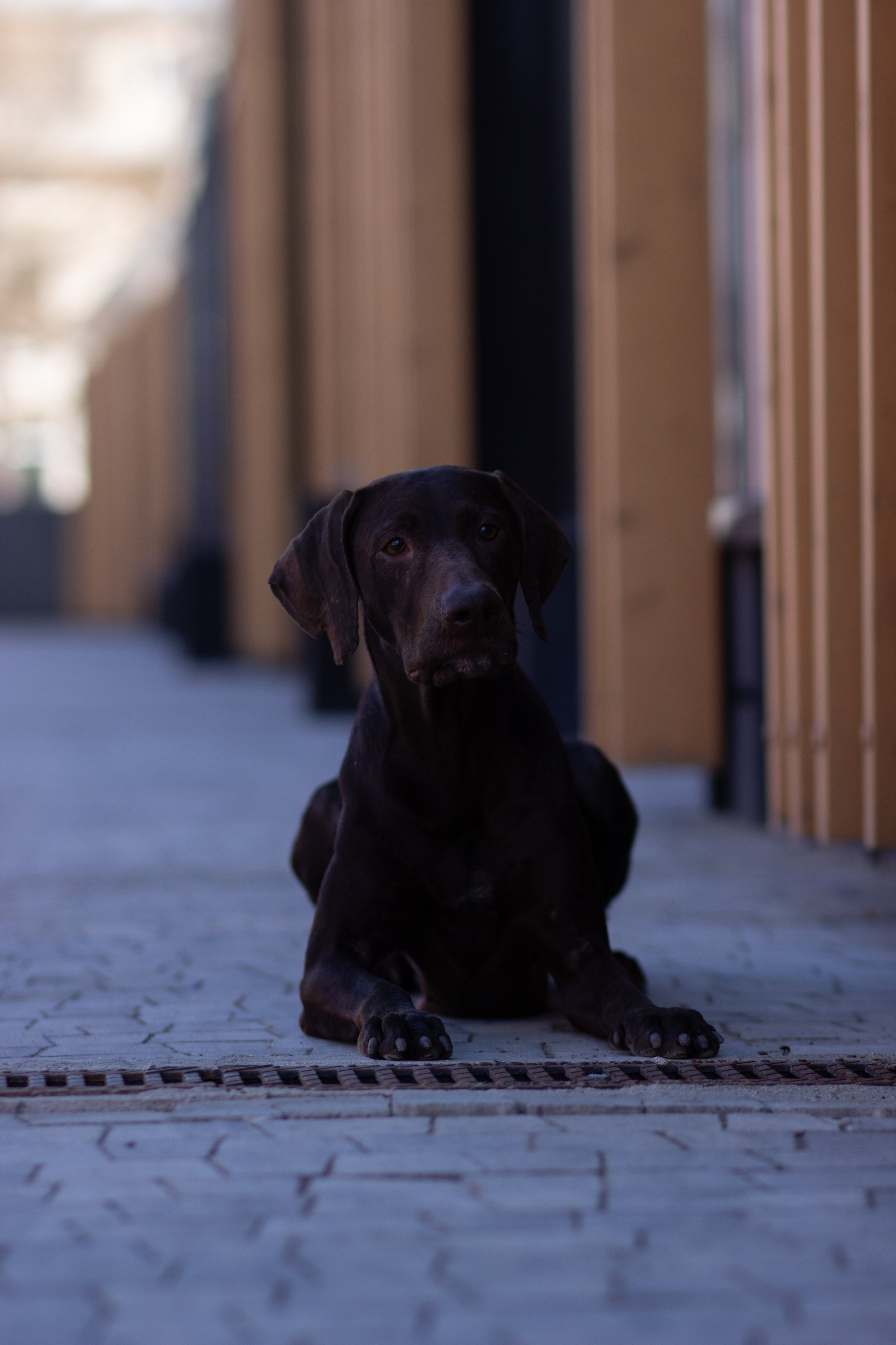 Ваши фотографии. Фотограф анималист Осипчикова Мария