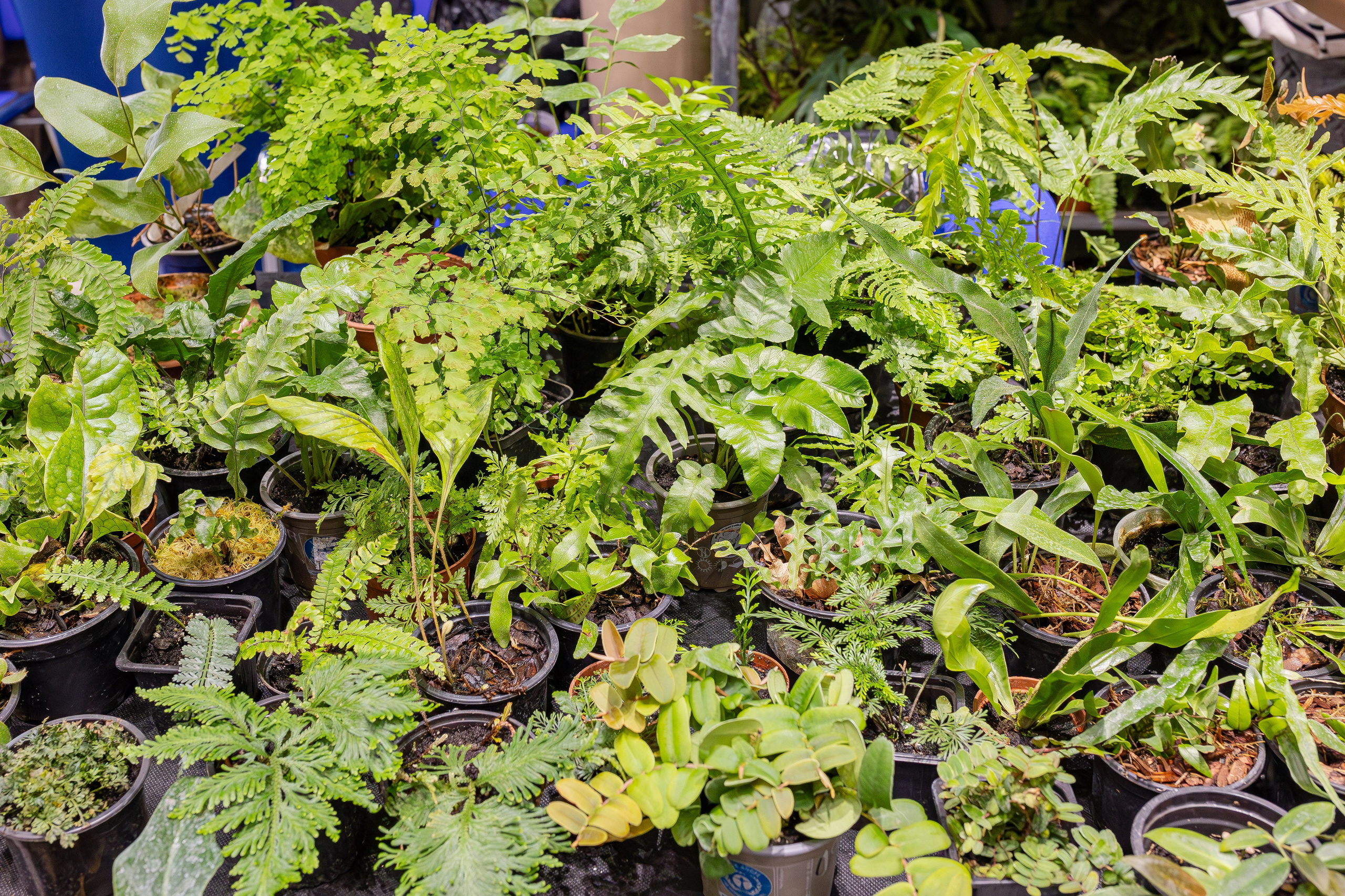 Монстериум апрель 2026. Александра Куликова фотограф, Москва